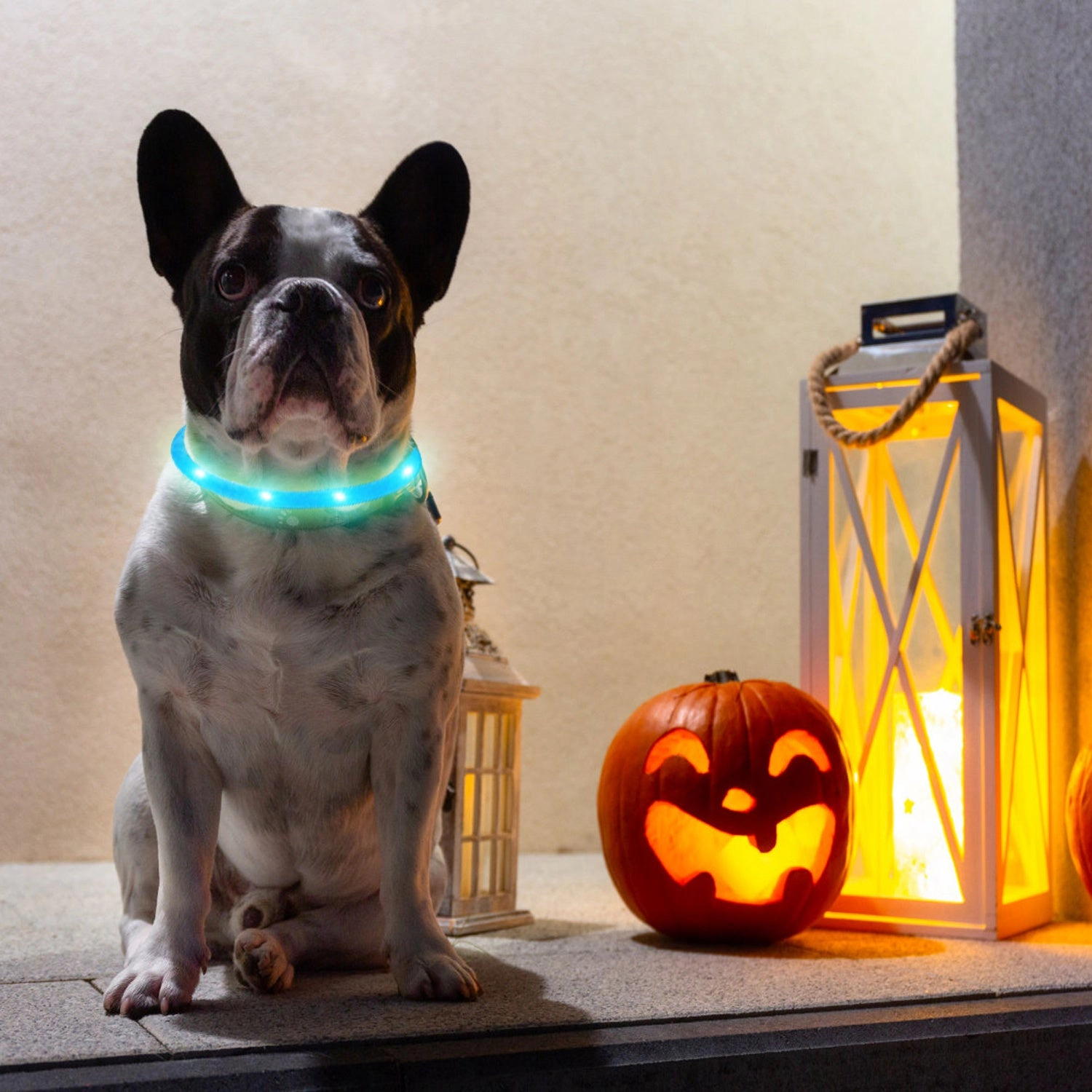 GBruno USB Rechargeable LED Dog Collar 35 Cm