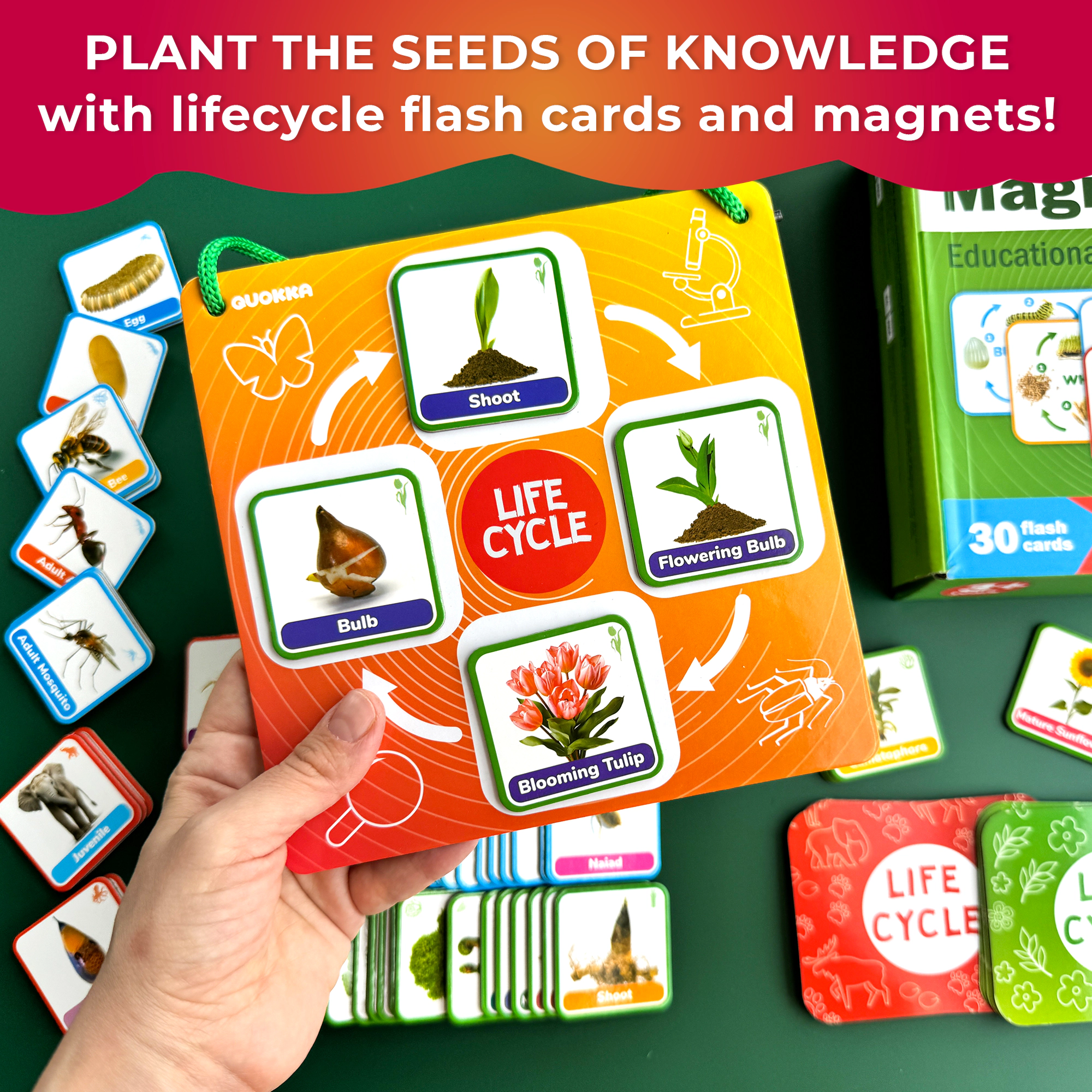 QUOKKA Life Cycle Magnetic Learning Kit, Flash Cards & Science Activities for Preschoolers, Ages 3+