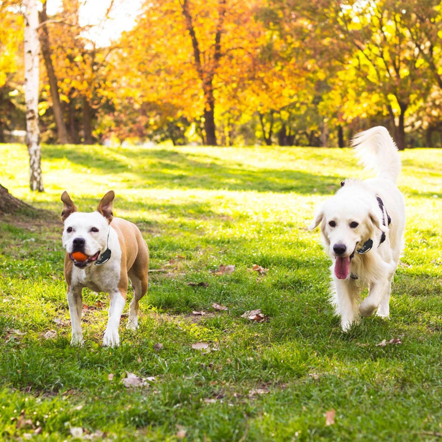 GBruno Wireless Electric Dog Fence Containment System