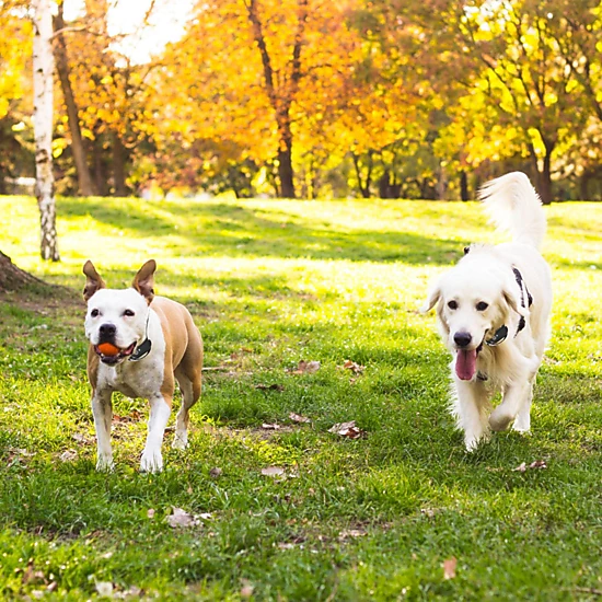 GBruno Wireless Electric Dog Fence Containment System