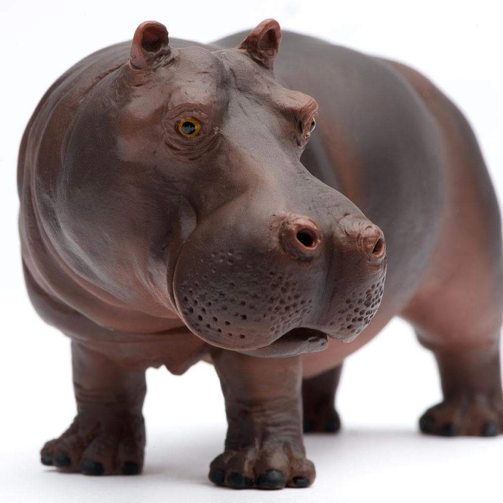 Safari Ltd. - Hippopotamus Kids Toy Figure