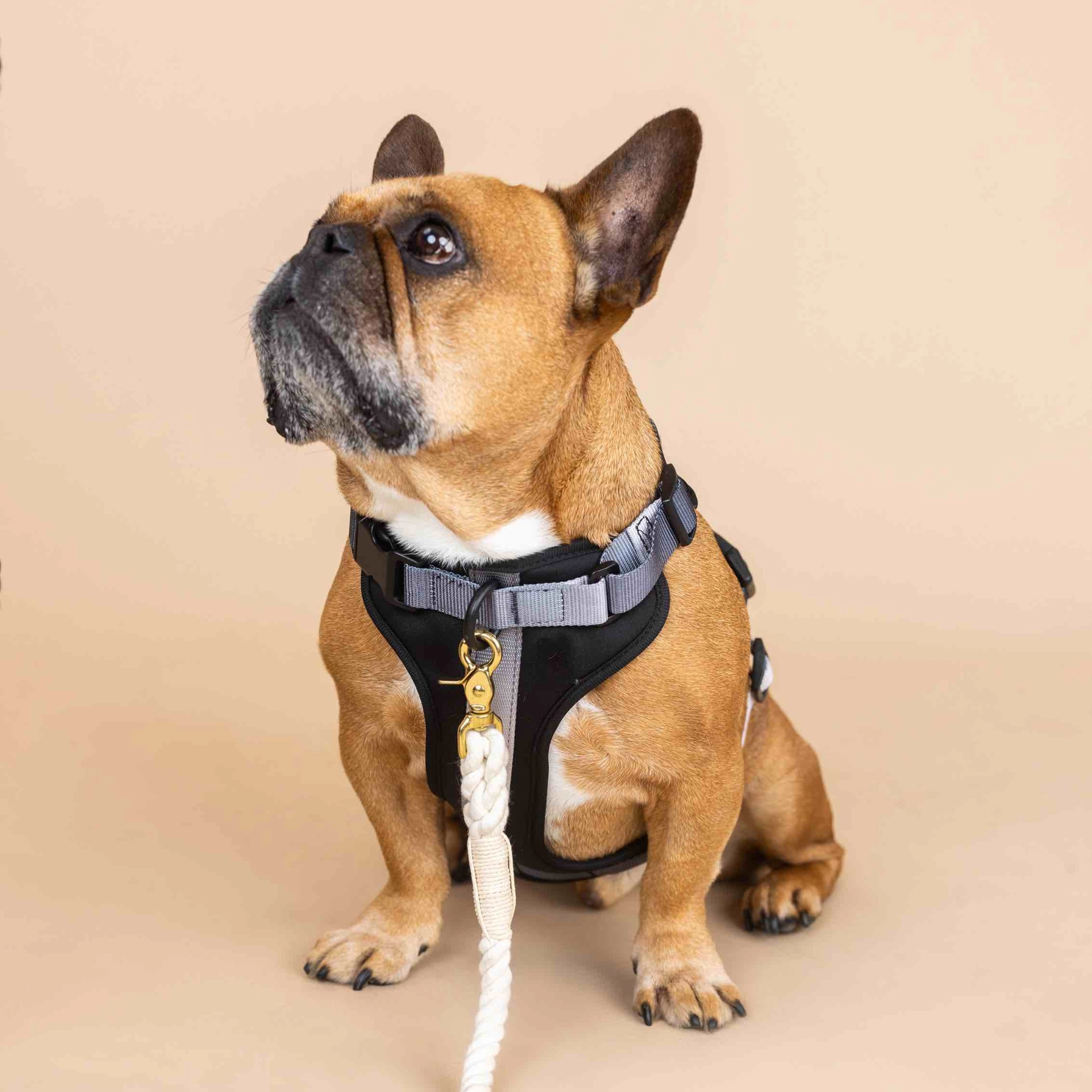 Pink Papyrus Joey Dog Harness