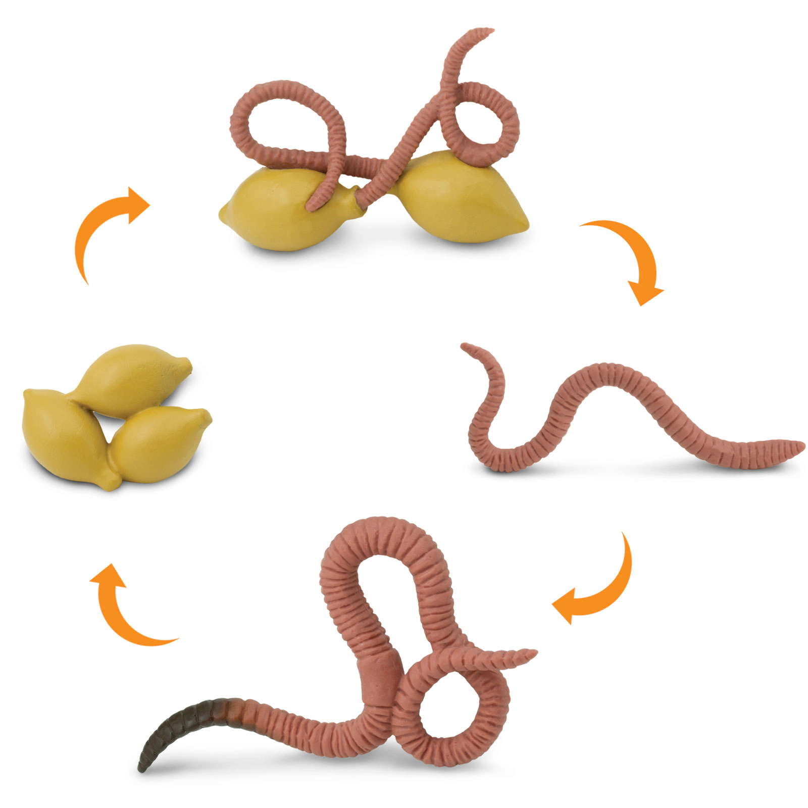 Safari Ltd. - Life Cycle of a Worm - Miniature Lifecycle Collection Toy
