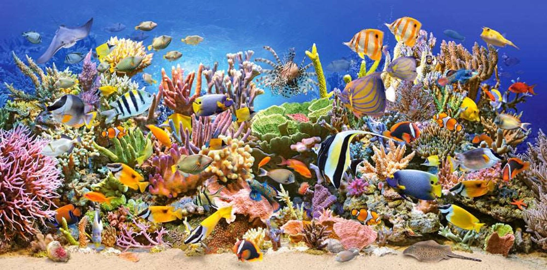 CASTORLAND 4000 Piece Jigsaw Puzzles, Underwater life, Sealife, Ocean, Adult Puzzles, Castorland C-400089-2