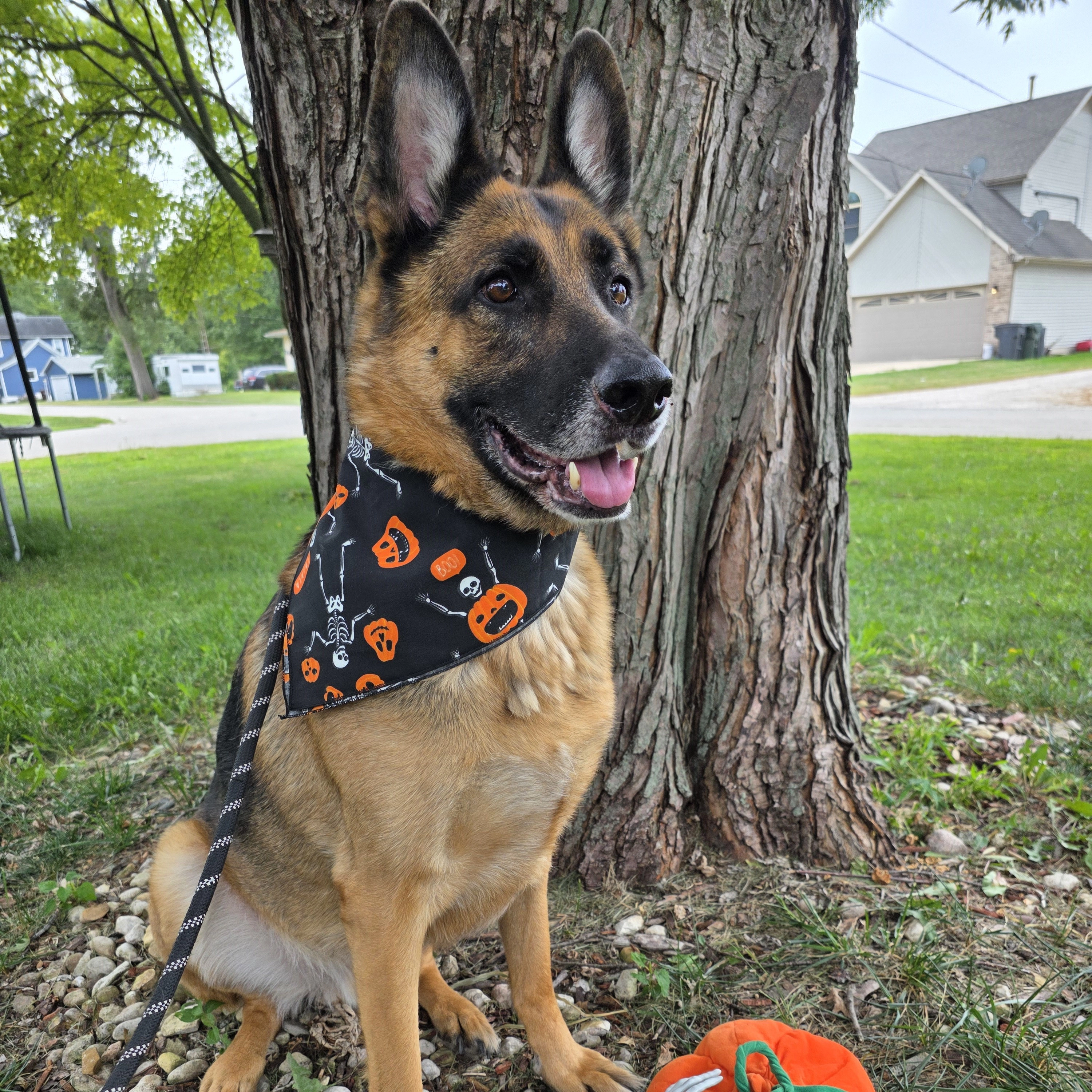 CTM Glow in the Dark Skeletons and Pumpkins Halloween Print Holiday Bandana