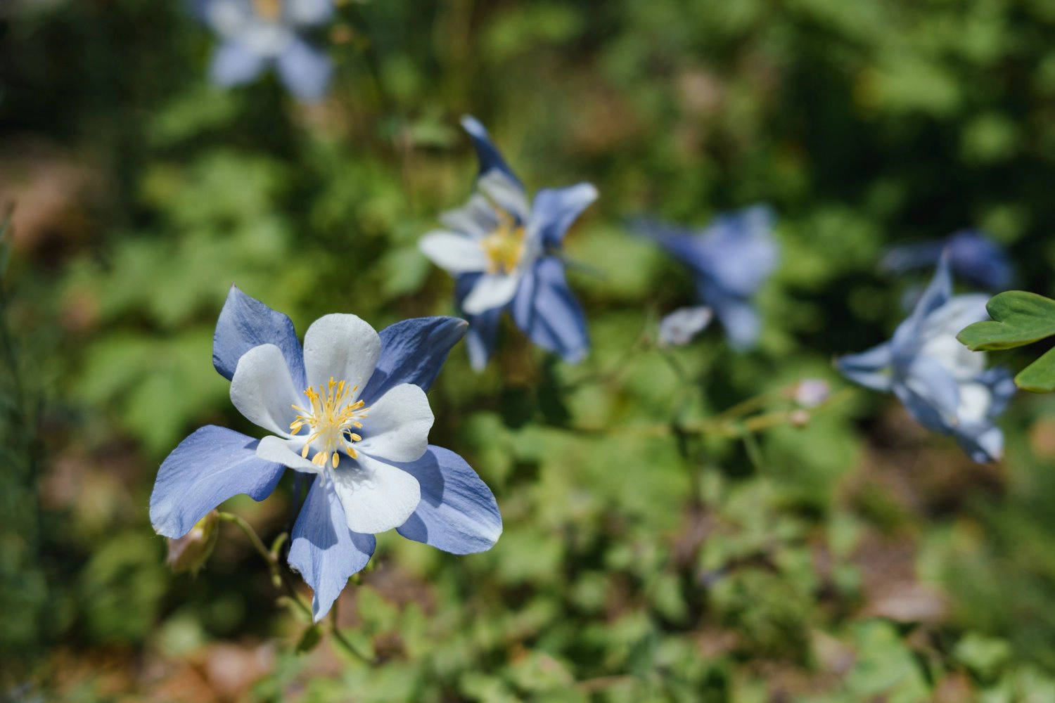 Rocky Mountain Columbine Flower Seed Grow Kit, Aquilegia coerulea - 0.25 oz by Jonsteen Company