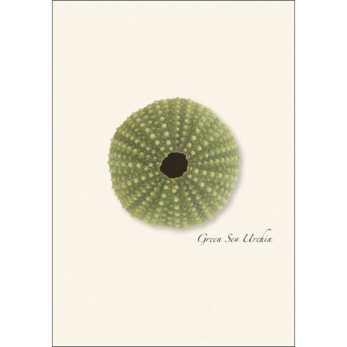 Earth Sky + Water Sea Urchin Notecard Set - 8 Blank Cards with Envelopes, 2 Each of 4 Designs