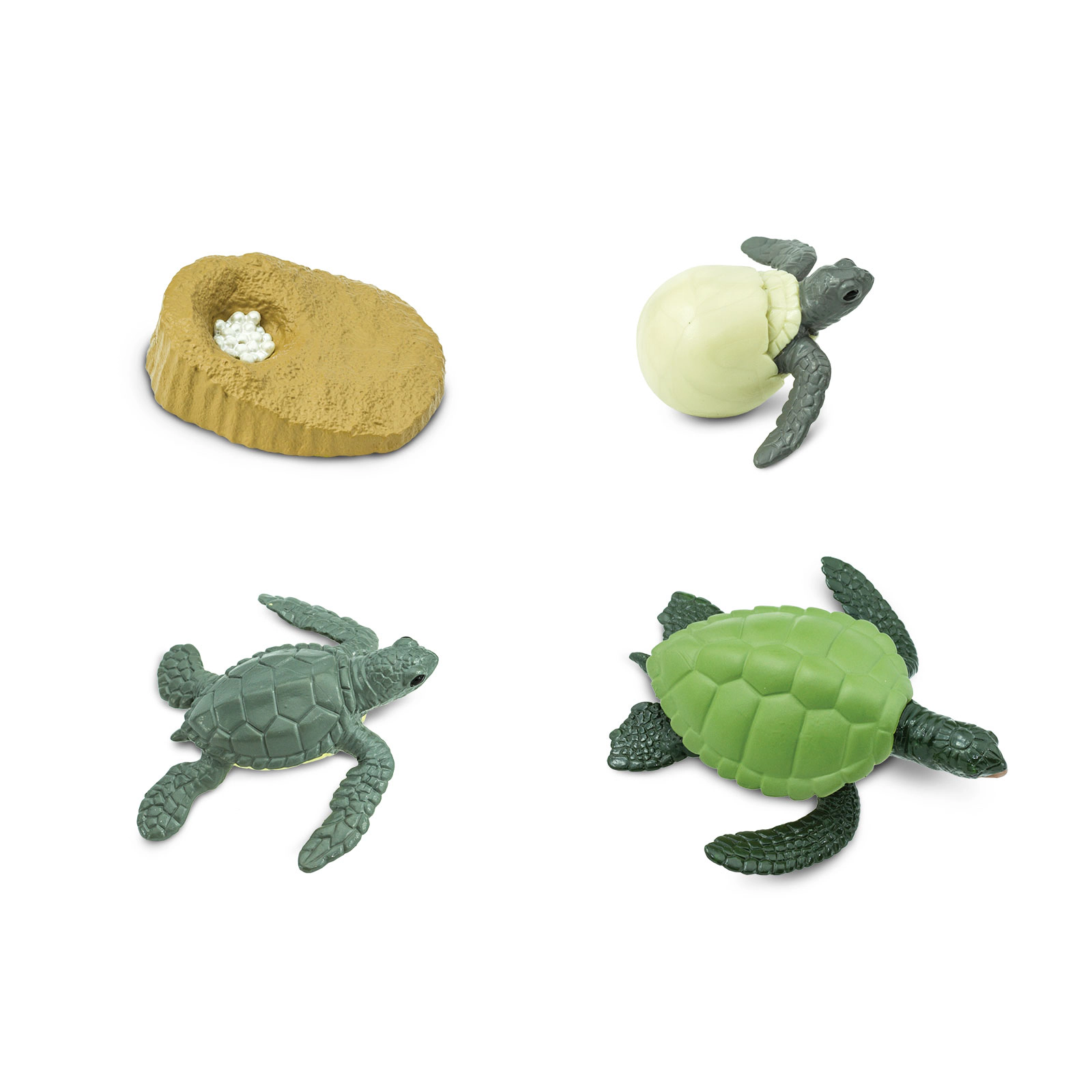 Safari Ltd. - Life Cycle of a Green Sea Turtle - Miniature Lifecycle Collection
