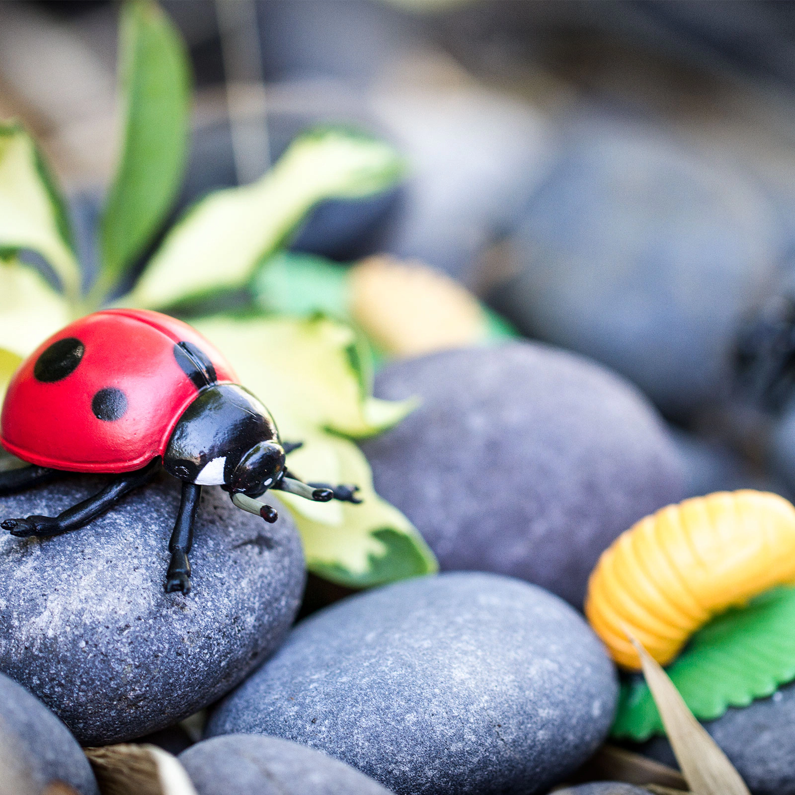 Safari Ltd. - Life Cycle of a Ladybug - Miniature Lifecycle Collection Toy