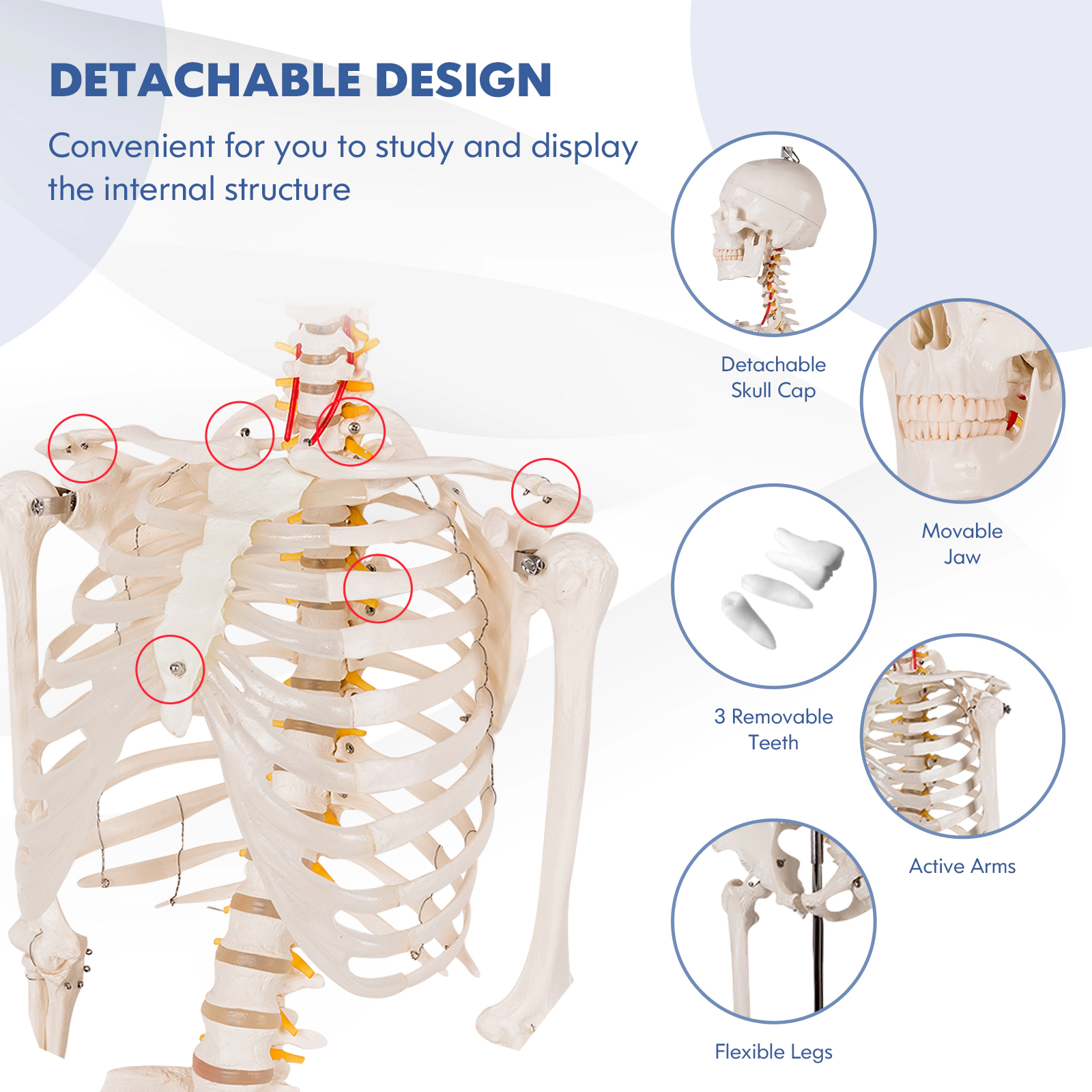 SUGIFT Life-Size Human Skeleton Anatomy Model for Teaching with Skull Cap and Rolling 5-Claw Metal Stand White