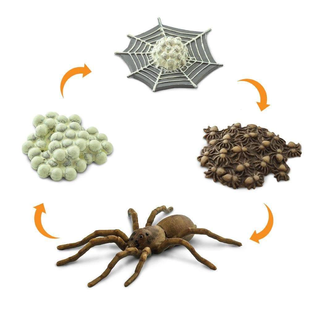 Safari Ltd. - Life Cycle of a Spider - Miniature Lifecycle Collection Toy