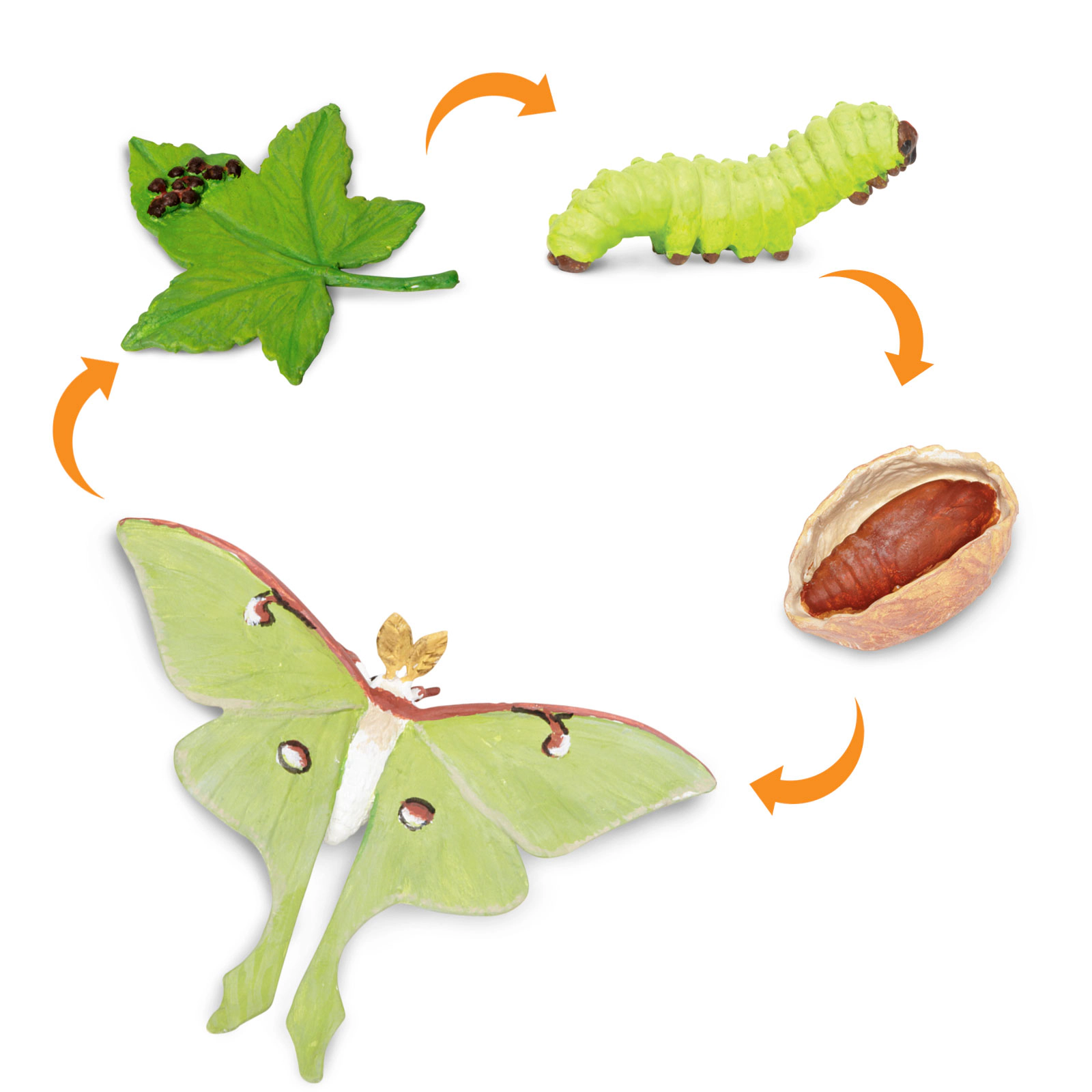 Safari Ltd. - Life Cycle of a Luna Moth - Miniature Lifecycle Collection Toy