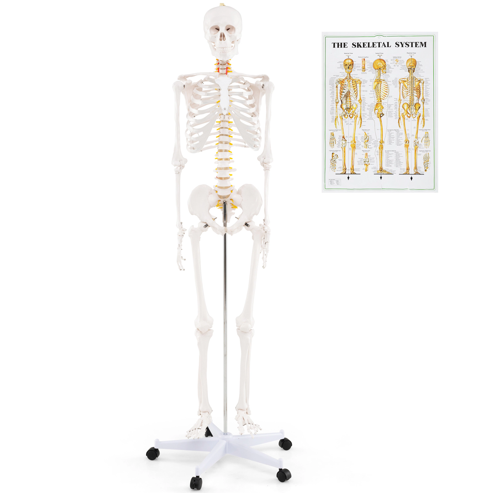 LJG 70.8 Inch Human Skeleton Model for Anatomy