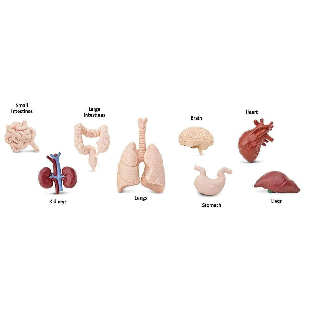 Safari Ltd. - Human Organs TOOB - contains 8 Mini Figurines