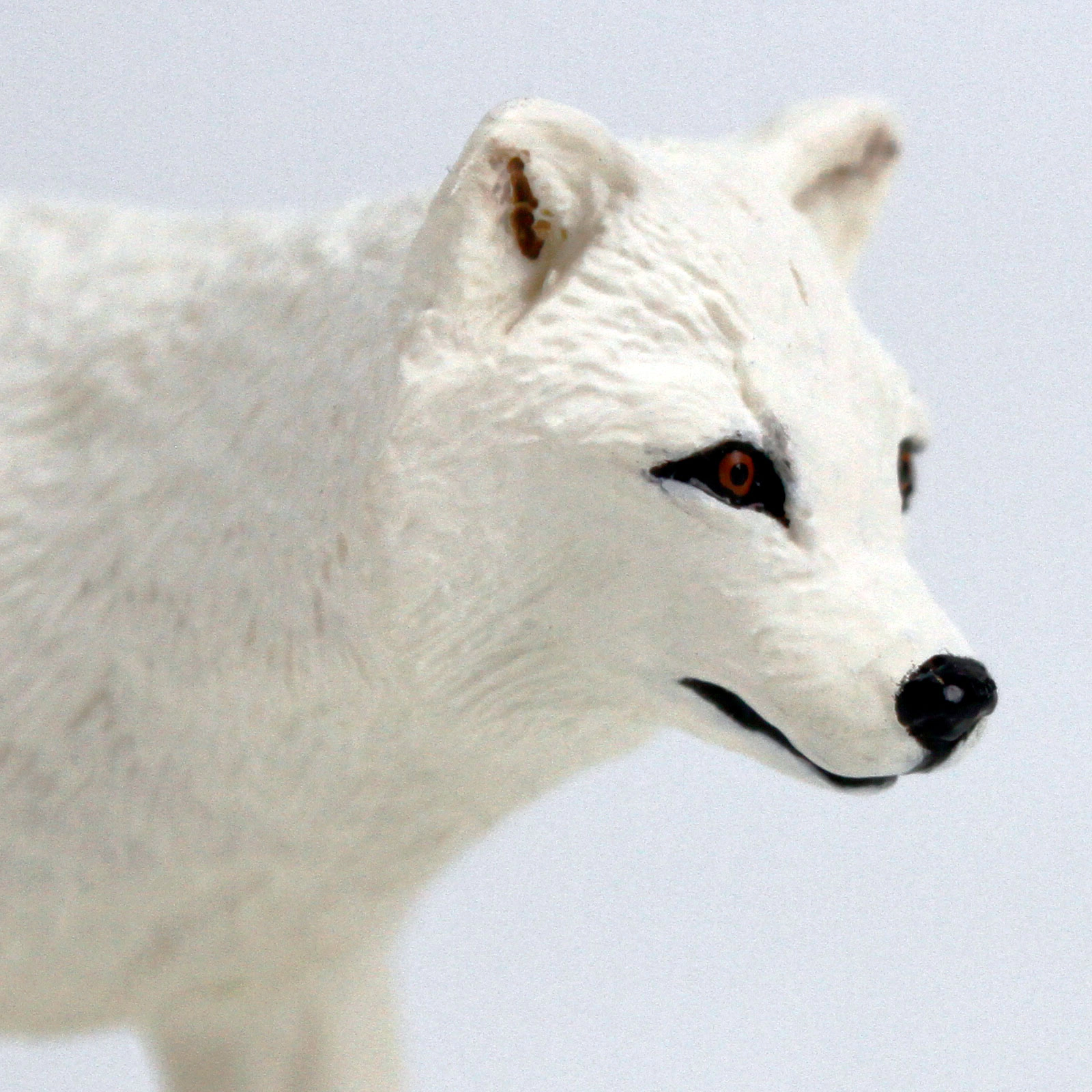 Safari Ltd. - Arctic Fox Kids Toy Figure
