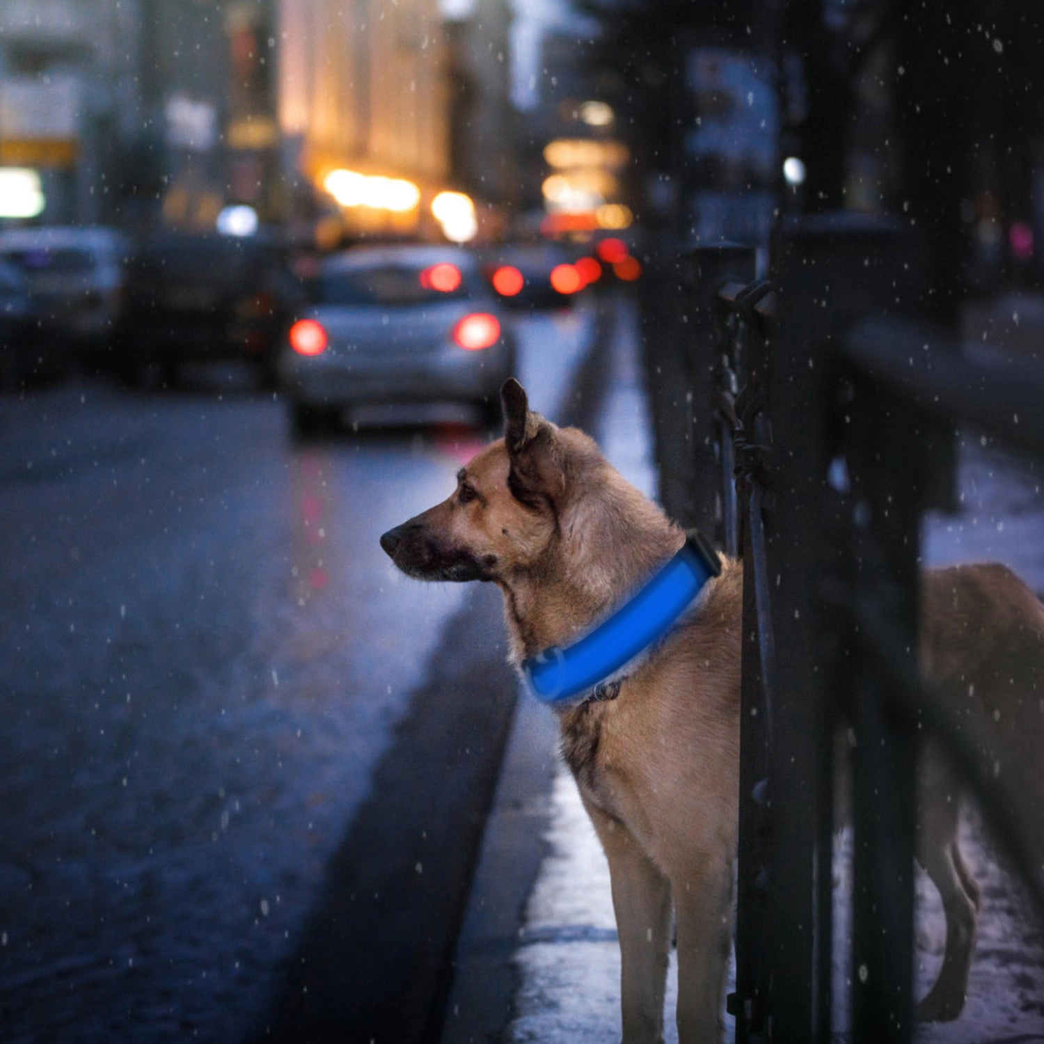 GBruno USB Rechargeable LED Dog Safety Collar