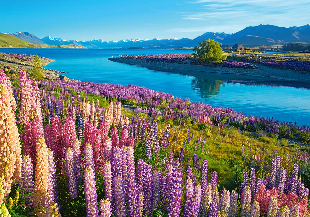 CASTORLAND 500 Piece Jigsaw Puzzles, Lake Tekapo, New Zealand, Mackenzie Region, Flower puzzle, Vibrant, B-53896