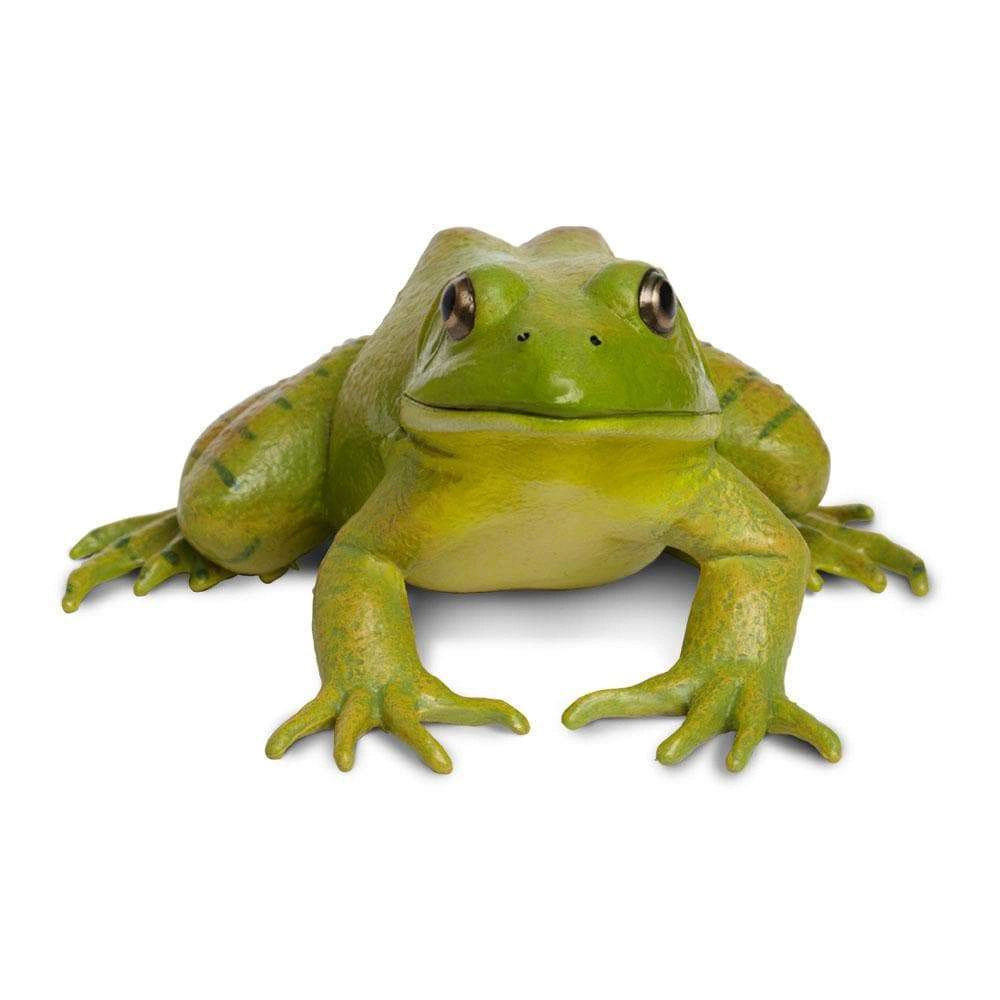 Safari Ltd. - American Bullfrog Kids Toy Figure