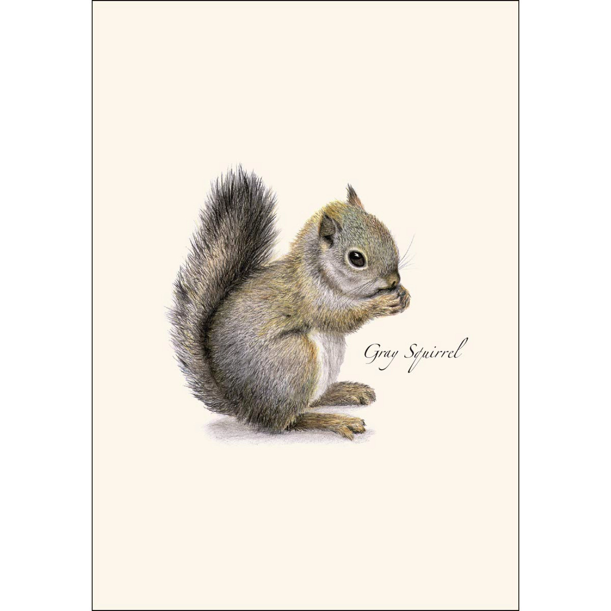 Earth Sky + Water Gray Squirrel Notecard Set - 8 Blank 3.5 x 5 in Cards with Envelopes