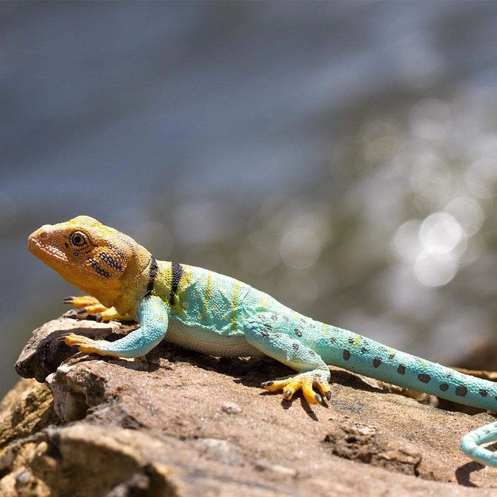 Safari Ltd. - Collared Lizard Kids Toy Figure