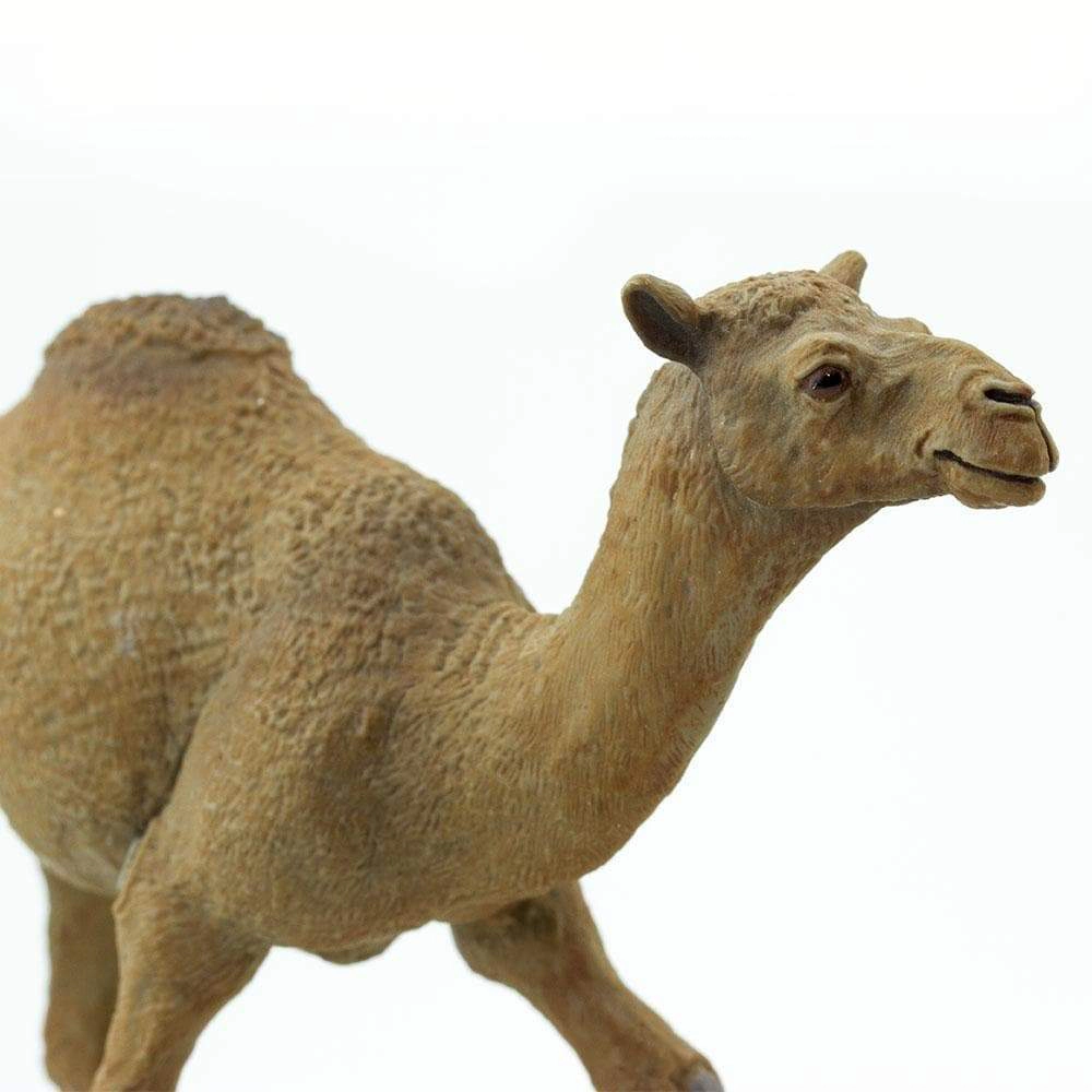 Safari Ltd. - Dromedary Camel Kids Toy Figure