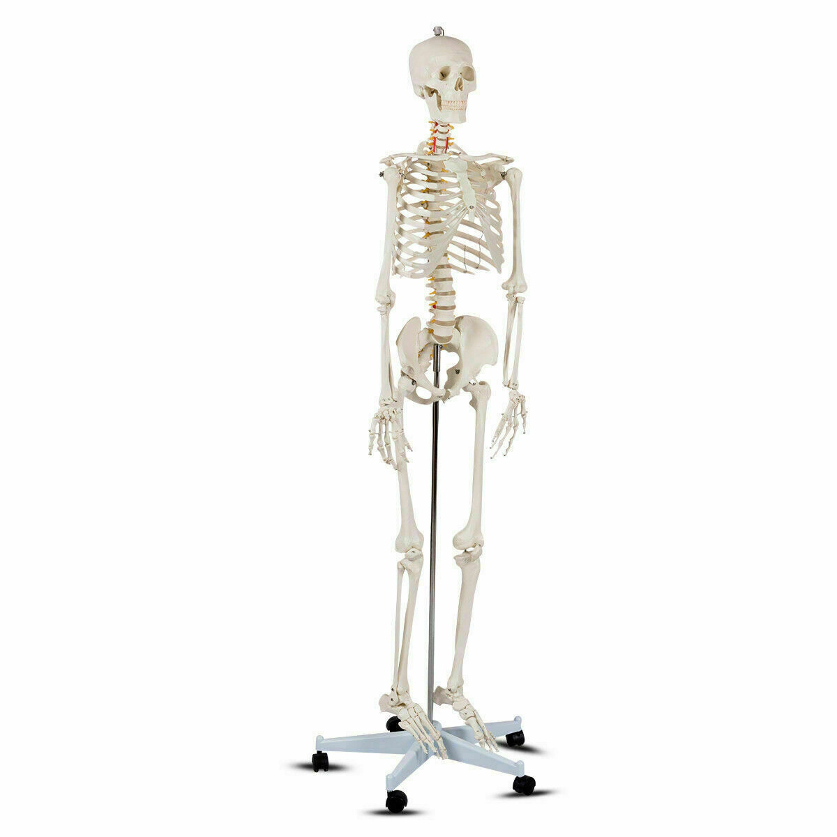 SUGIFT Life-Size Human Skeleton Anatomy Model for Teaching with Skull Cap and Rolling 5-Claw Metal Stand White