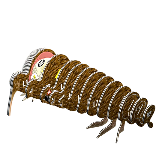EUGY Brown Kiwi 3D Puzzle - contains 24 puzzle pieces
