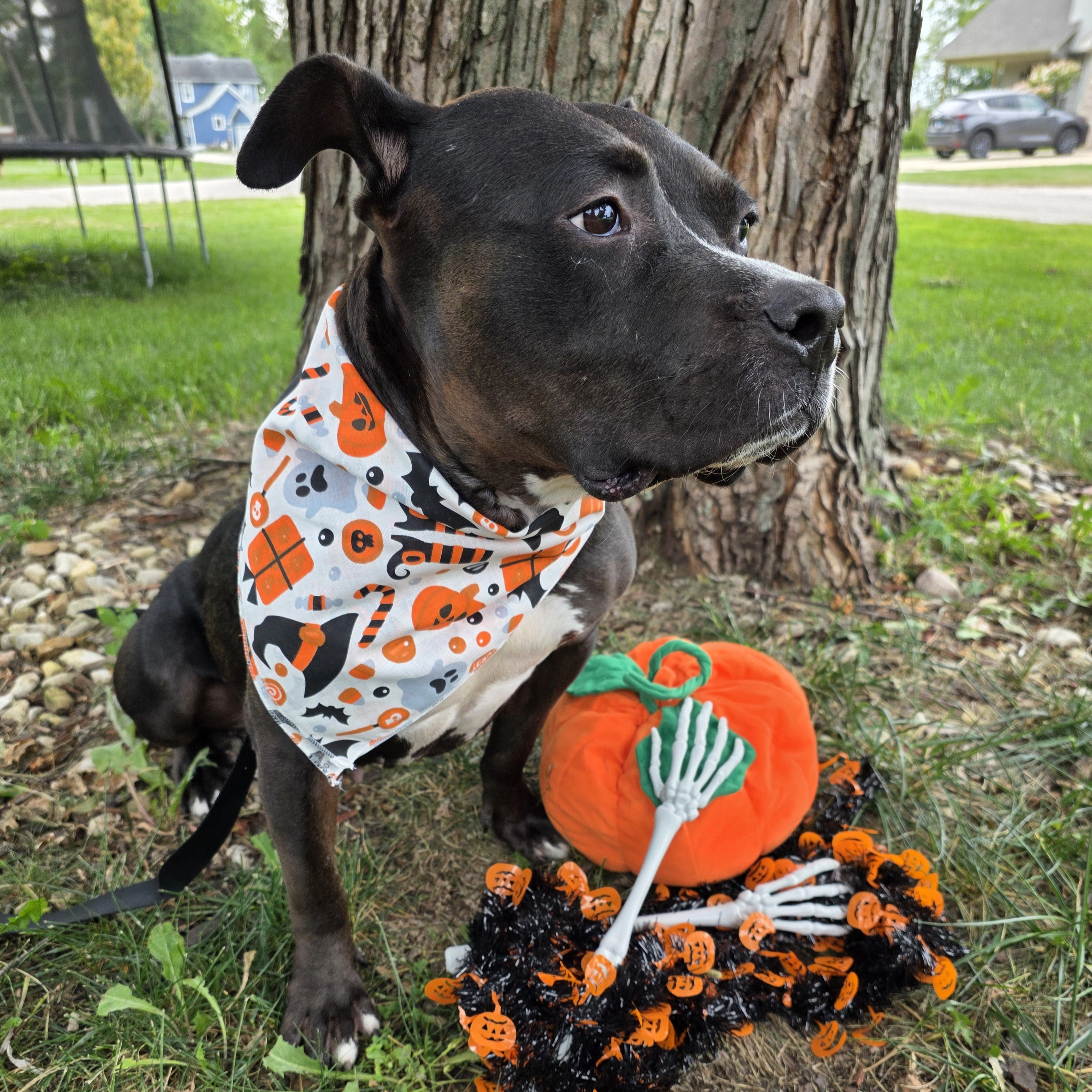CTM® Witches and Hats Halloween Print Holiday Bandana