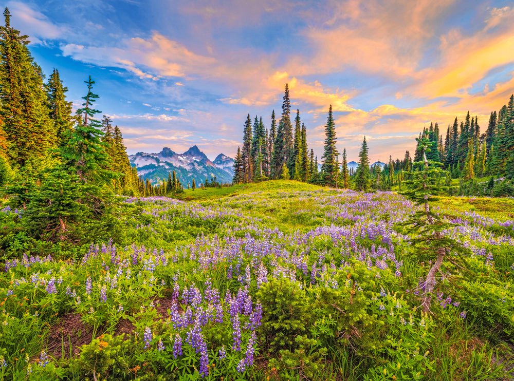 CASTORLAND 2000 Piece Jigsaw Puzzles, Blossoms of Morning, Landscape puzzles, Meadow, Mountain view, C-200863-2