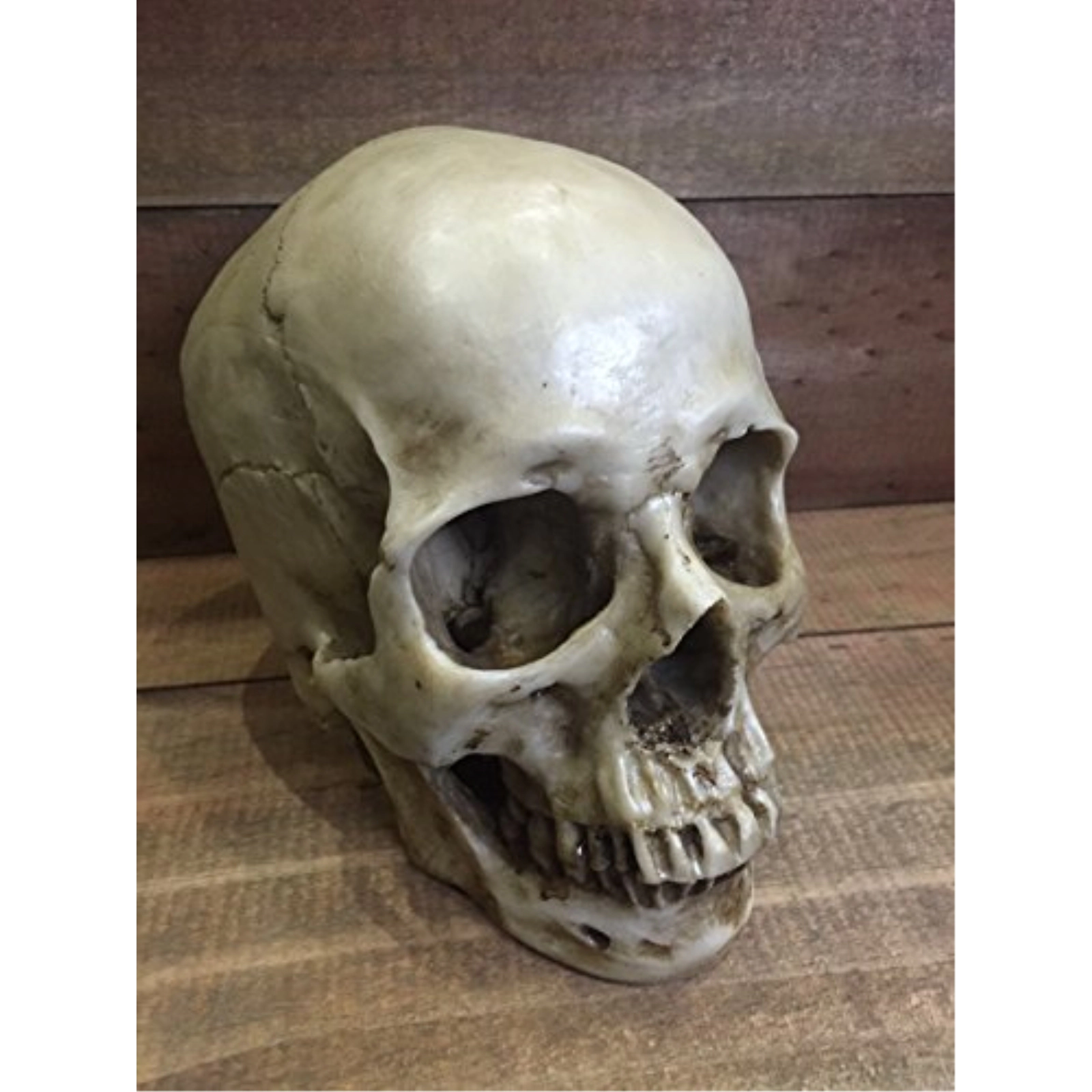 Pacific Giftware Two Piece Human Skull Head Halloween Figurine 6 inch