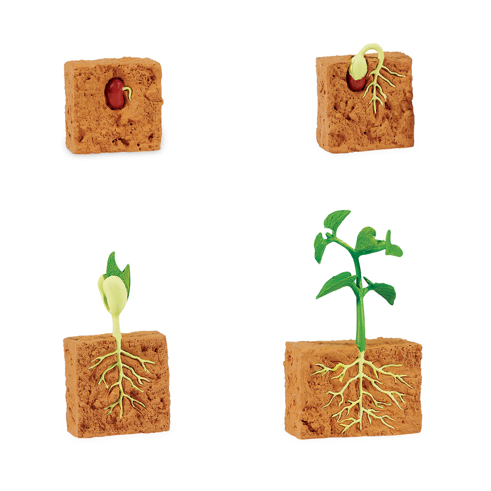 Safari Ltd. - Life Cycle of a Green Bean Plant - Miniature Lifecycle Collection