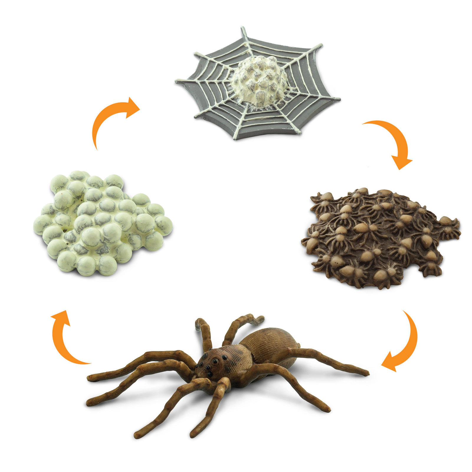 Safari Ltd. - Life Cycle of a Spider - Miniature Lifecycle Collection Toy