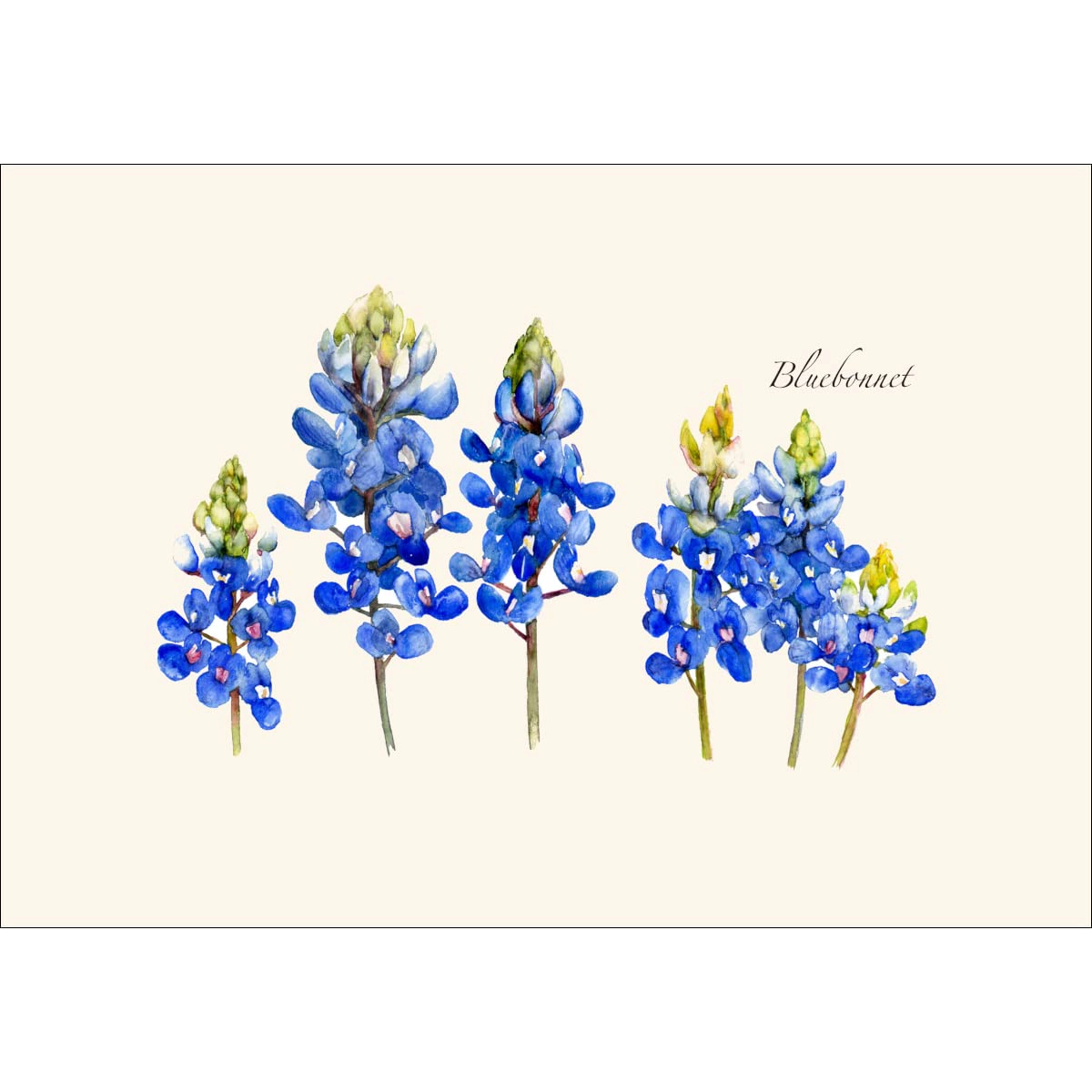 Earth Sky + Water Bluebonnet Notecard Set - 8 Blank Recycled Paper Cards with Envelopes