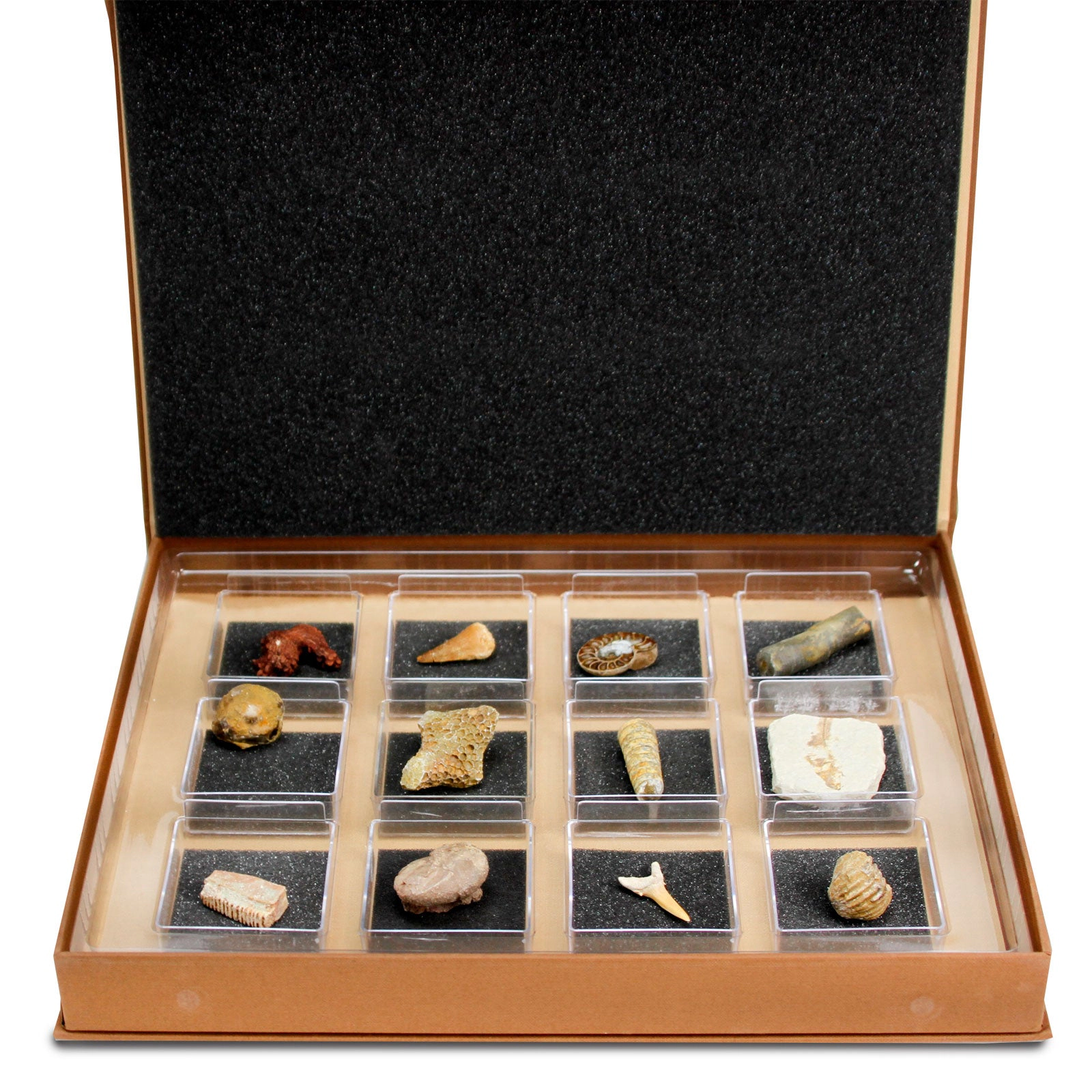 Geoworld - The Nature Collection - Fossils Set 2- Kids Set