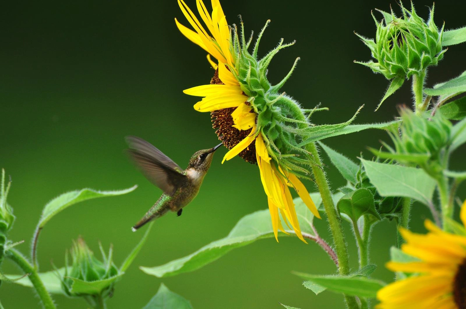 Jonsteen Company Giant Sunflower Kit - Hundreds of Jumbo Sunflower Seeds for Planting, Yields Edible Seeds