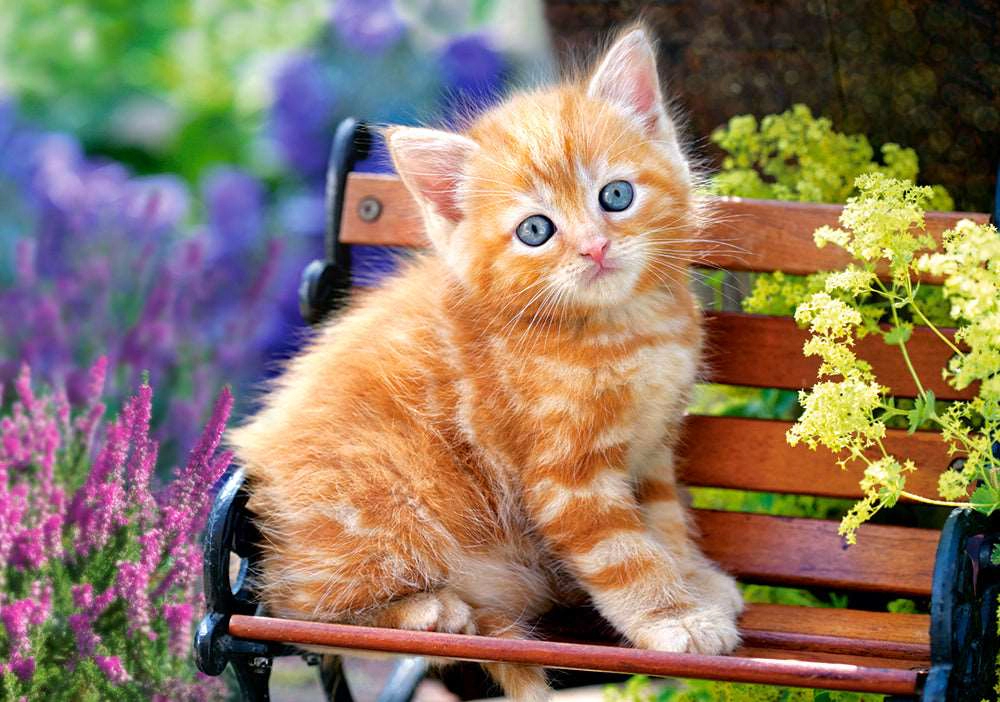 CASTORLAND 500 Piece Jigsaw Puzzle, Ginger Kitten, Animal puzzle, Cat puzzle; Kittie puzzle, Cute cat, B-52240