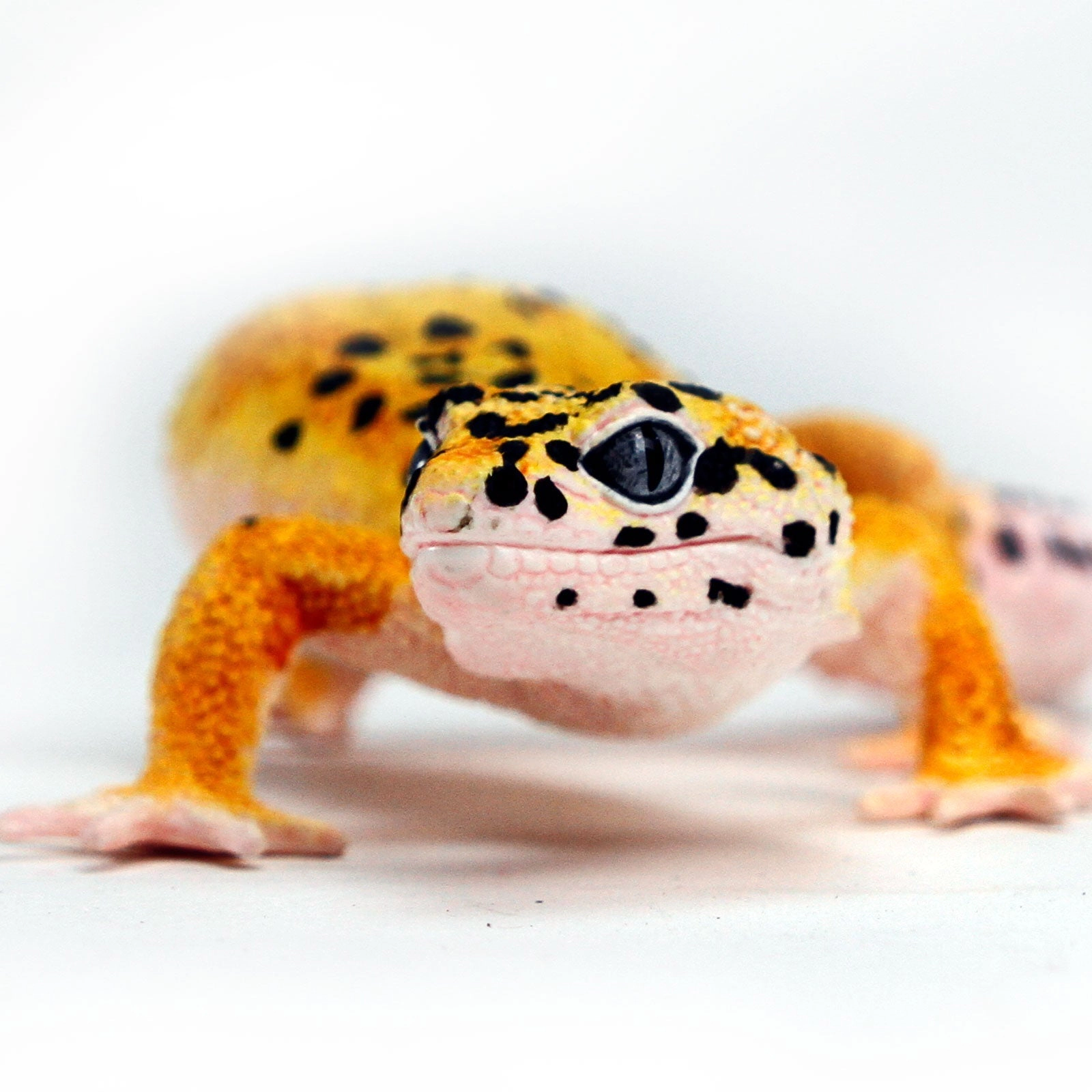 Safari Ltd. - Leopard Gecko Kids Toy Figure