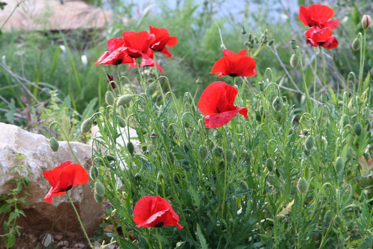 Jonsteen Company Red Poppy Flower Seed Grow Kit - Papaver rhoeas, Approx. 90,000 Seeds (Covers ~1,400 sq ft)