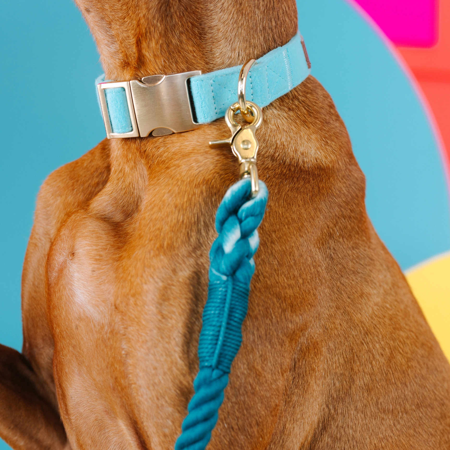 Pink Papyrus Perry Dog Collar
