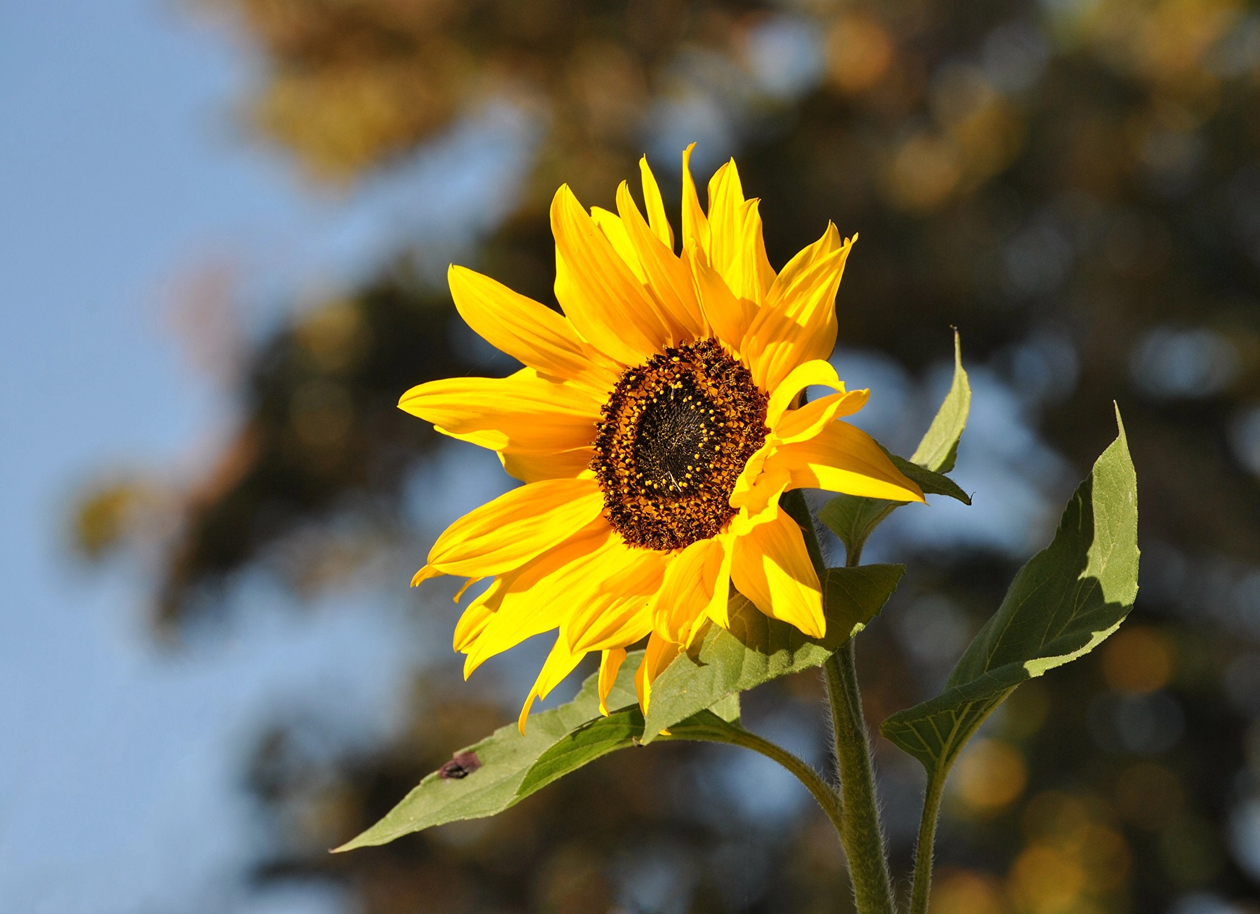 Jonsteen Company Giant Sunflower Kit - Hundreds of Jumbo Sunflower Seeds for Planting, Yields Edible Seeds