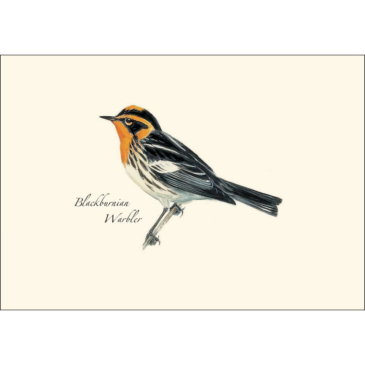 Earth Sky + Water Peterson Warbler Notecard Set - 8 Blank Recycled Cards with Envelopes, 3.5 x 5 in
