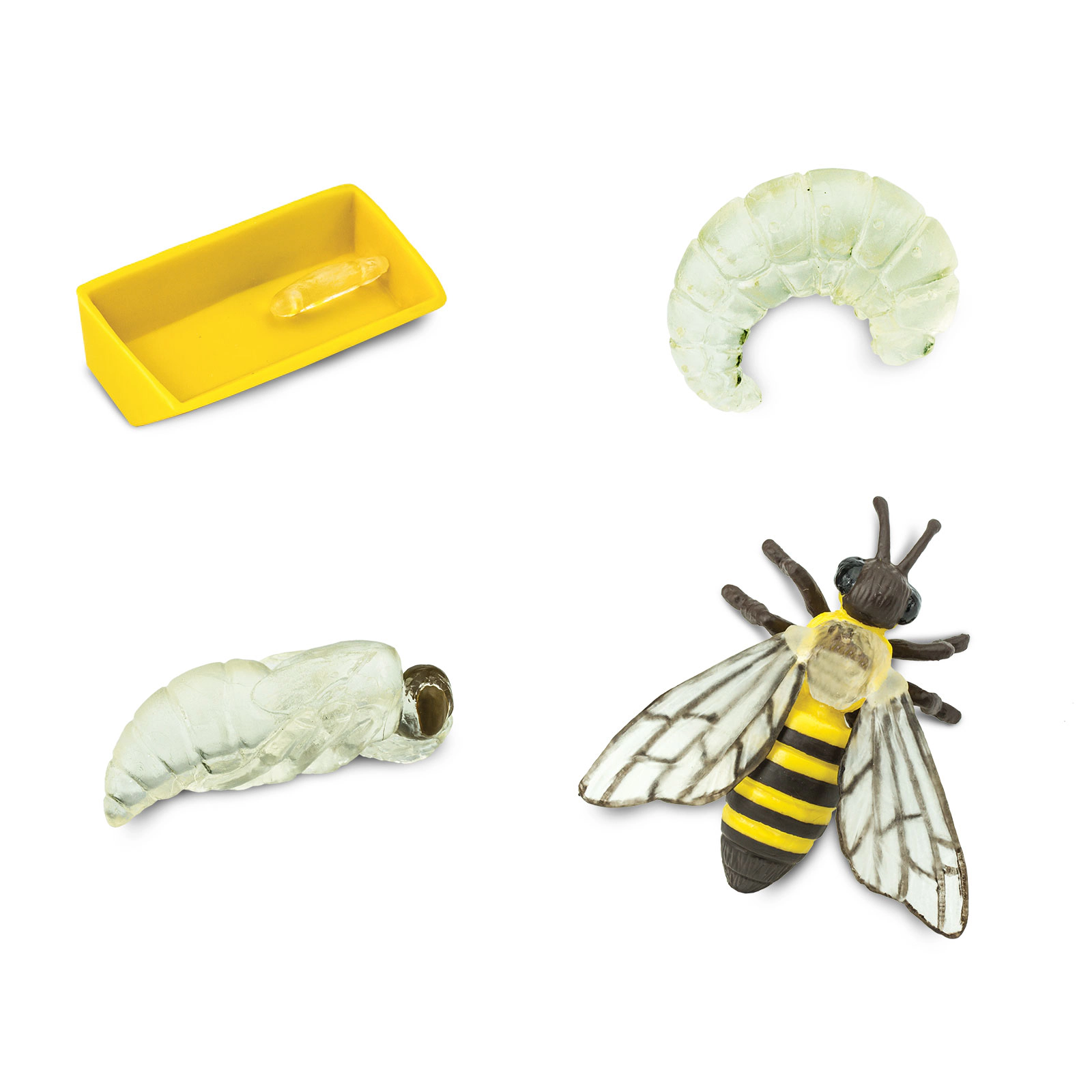Safari Ltd. - Life Cycle of a Honey Bee - Miniature Lifecycle Collection Toy