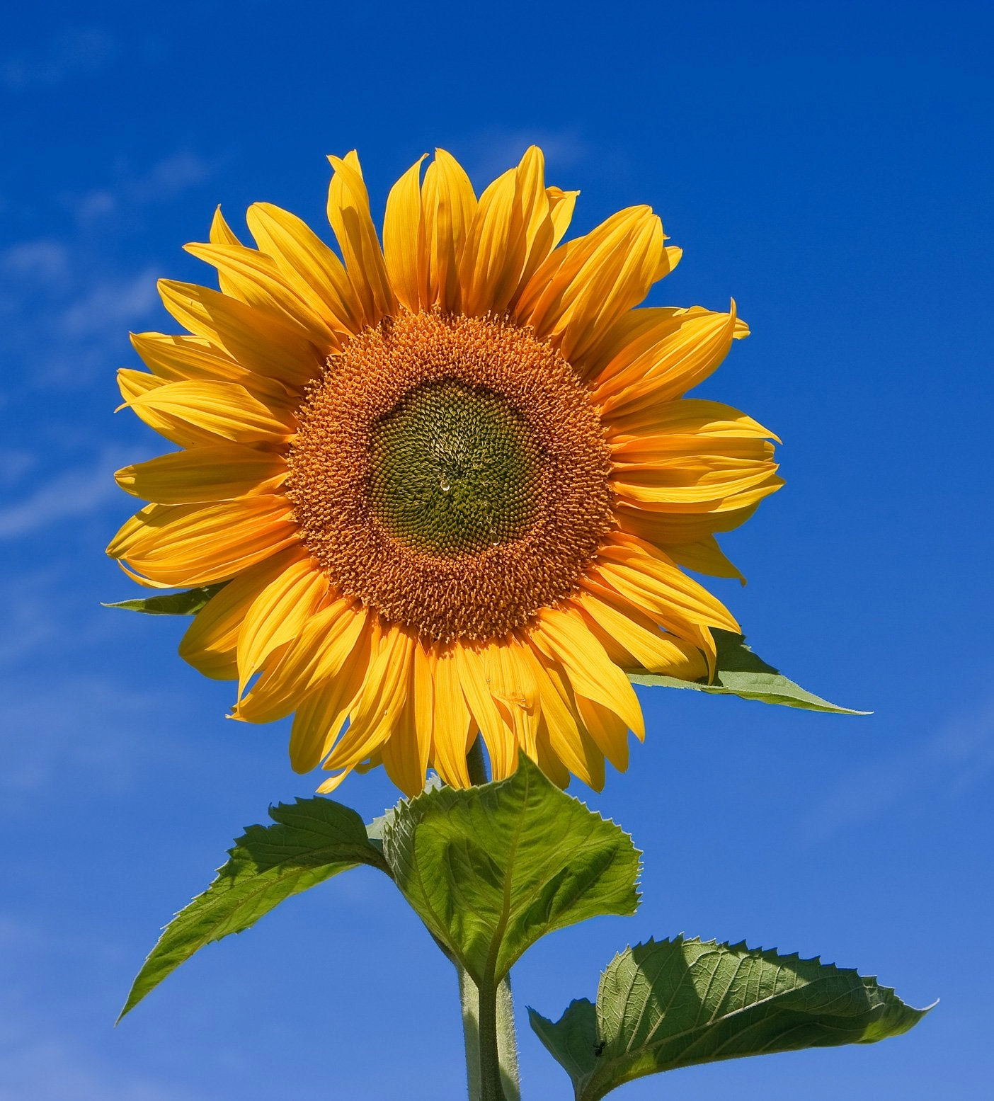 Jonsteen Company Giant Sunflower Kit - Hundreds of Jumbo Sunflower Seeds for Planting, Yields Edible Seeds