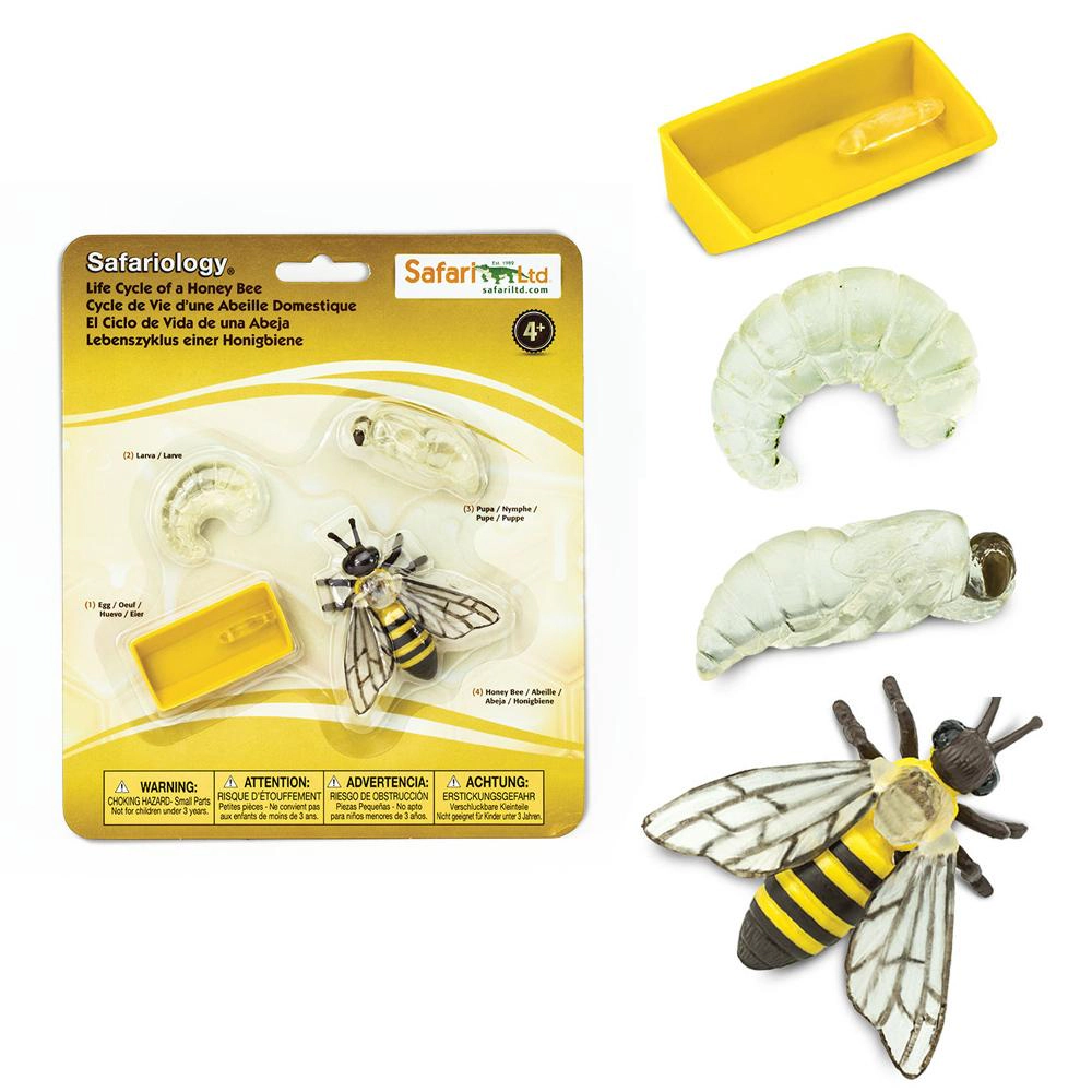Safari Ltd. - Life Cycle of a Honey Bee - Miniature Lifecycle Collection Toy