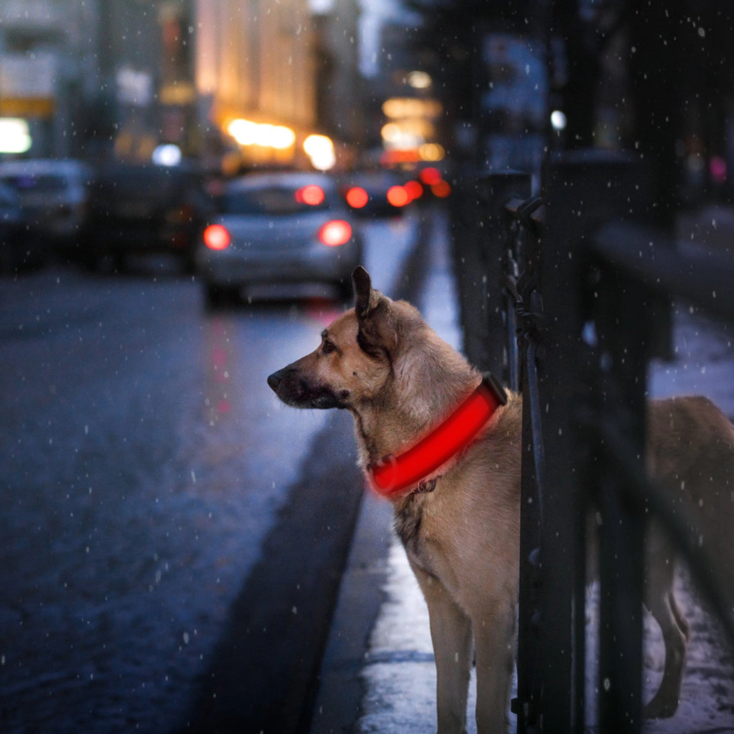 GBruno USB Rechargeable LED Dog Safety Collar