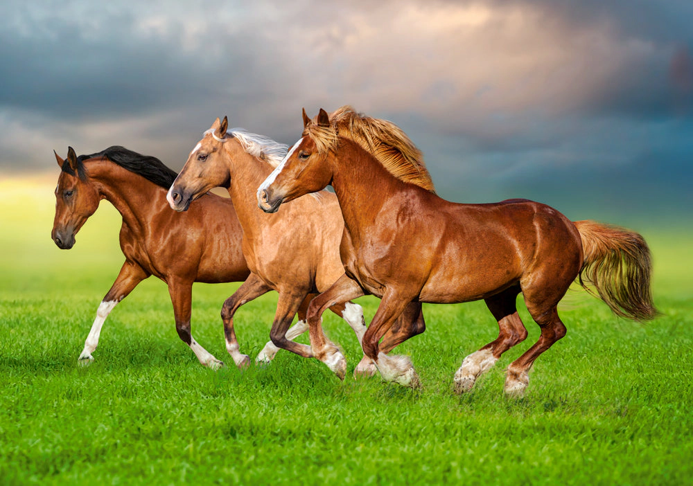 CASTORLAND 500 Piece Jigsaw Puzzles, Horses in Spring Rush, Animal puzzles, Power and beauty in motion, B-54084