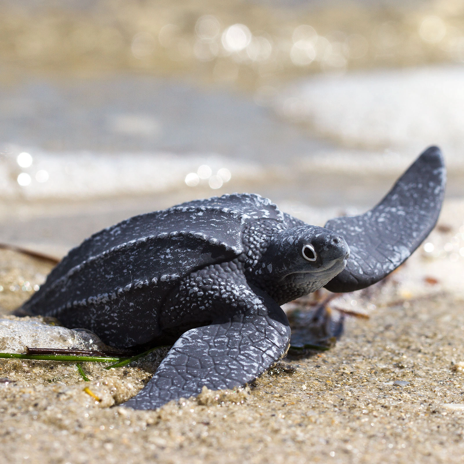 Safari Ltd. - Leatherback Sea Turtle Kids Toy Figure