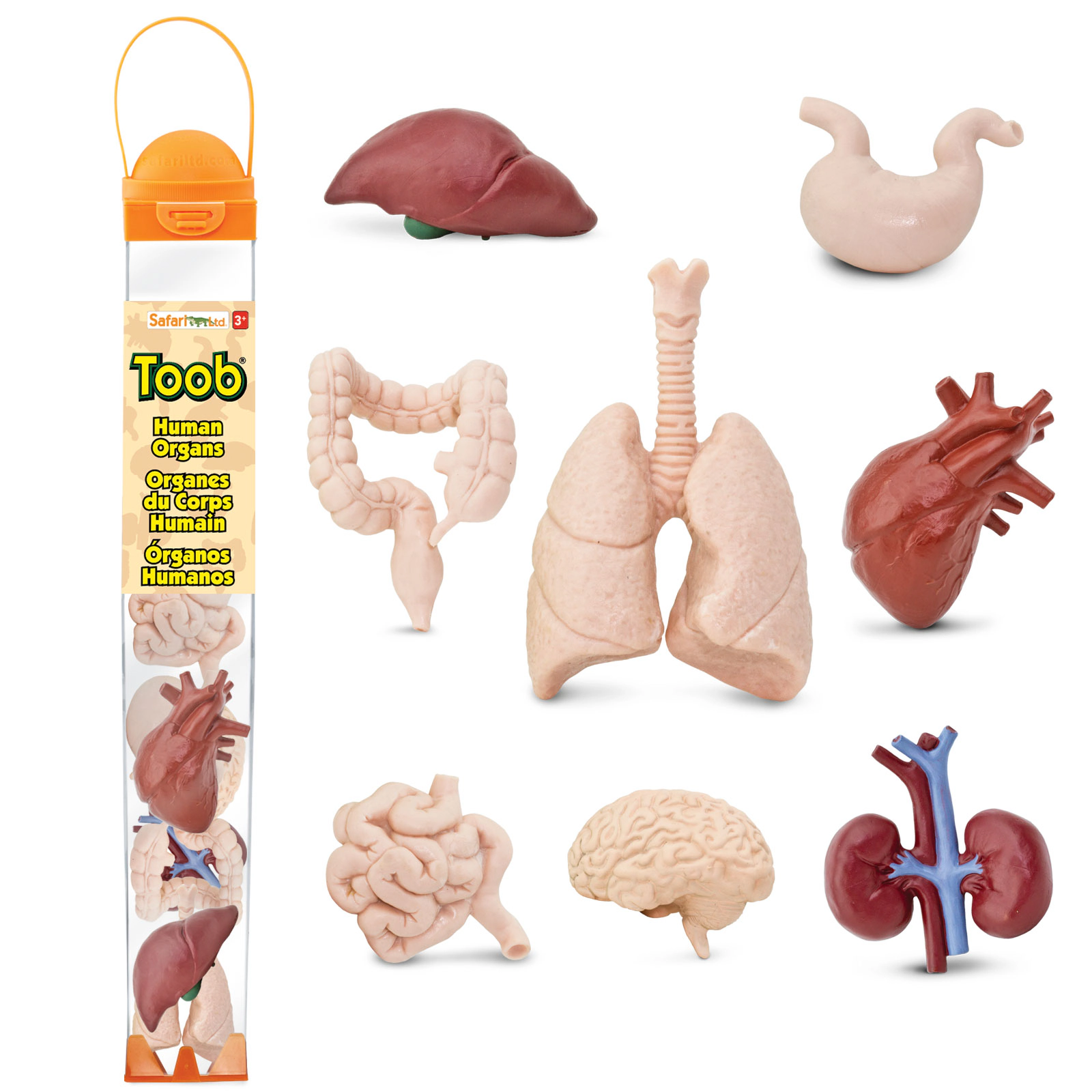 Safari Ltd. - Human Organs TOOB - contains 8 Mini Figurines