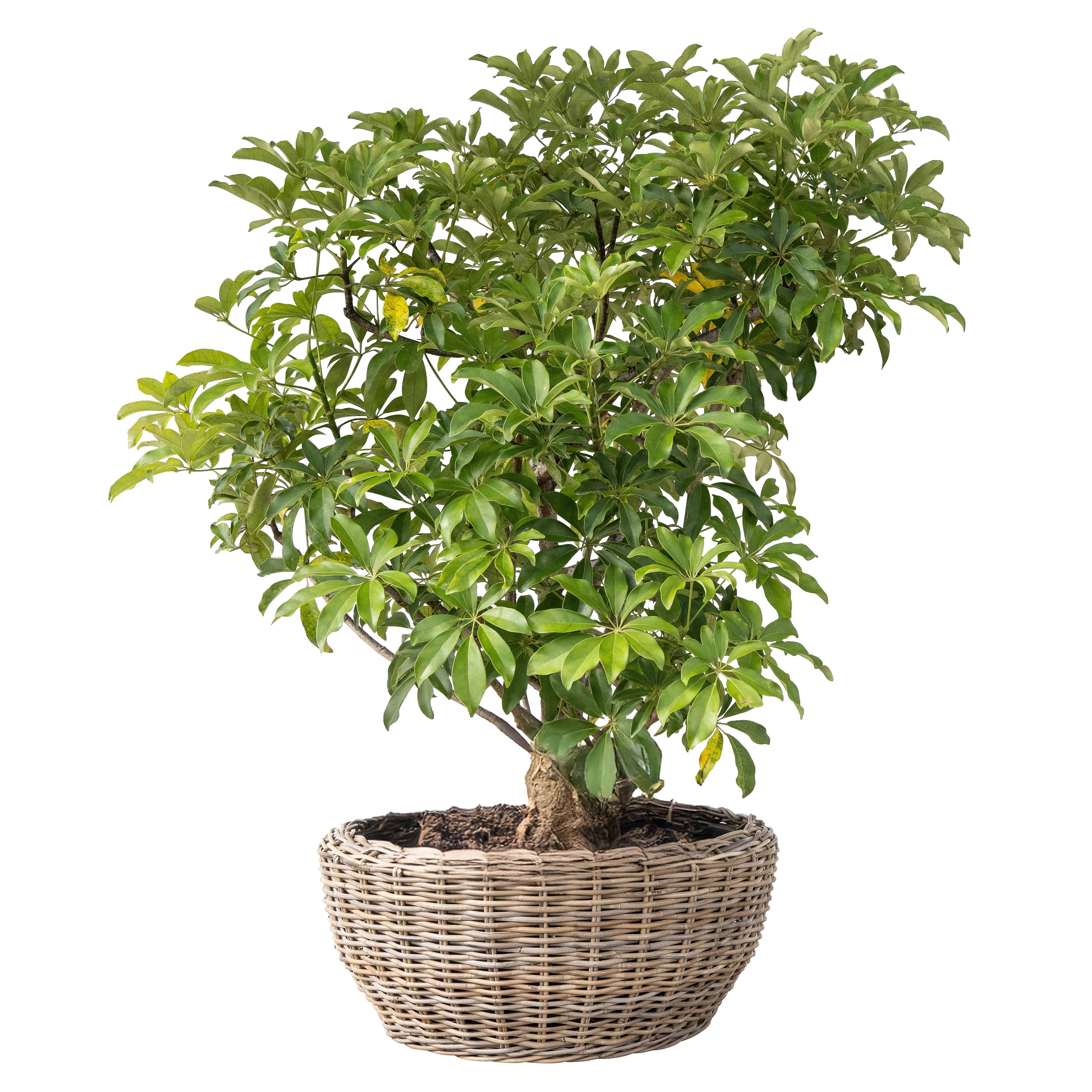 Saboga Home™ Round Belly Planter with Plastic Insert