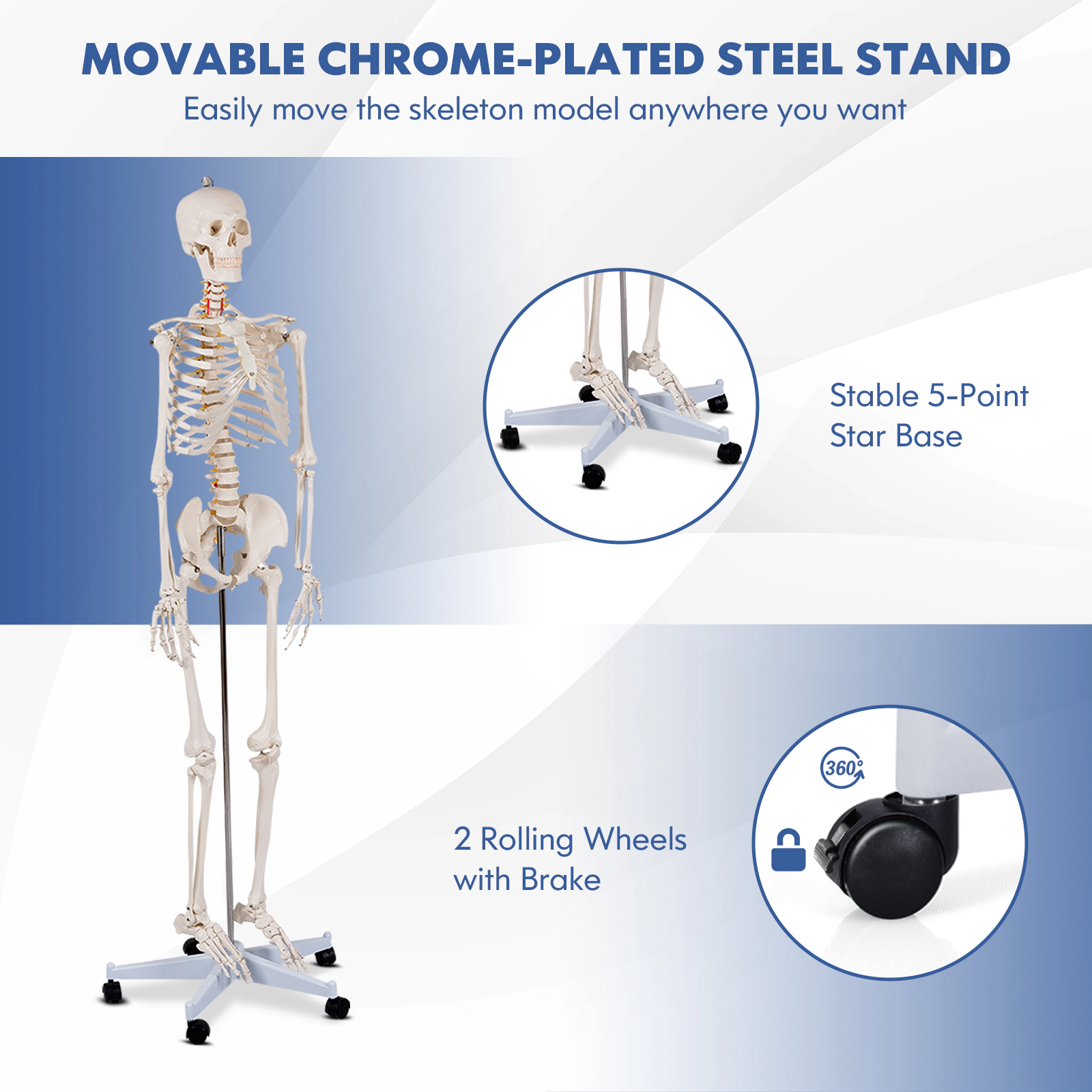 SUGIFT Life-Size Human Skeleton Anatomy Model for Teaching with Skull Cap and Rolling 5-Claw Metal Stand White